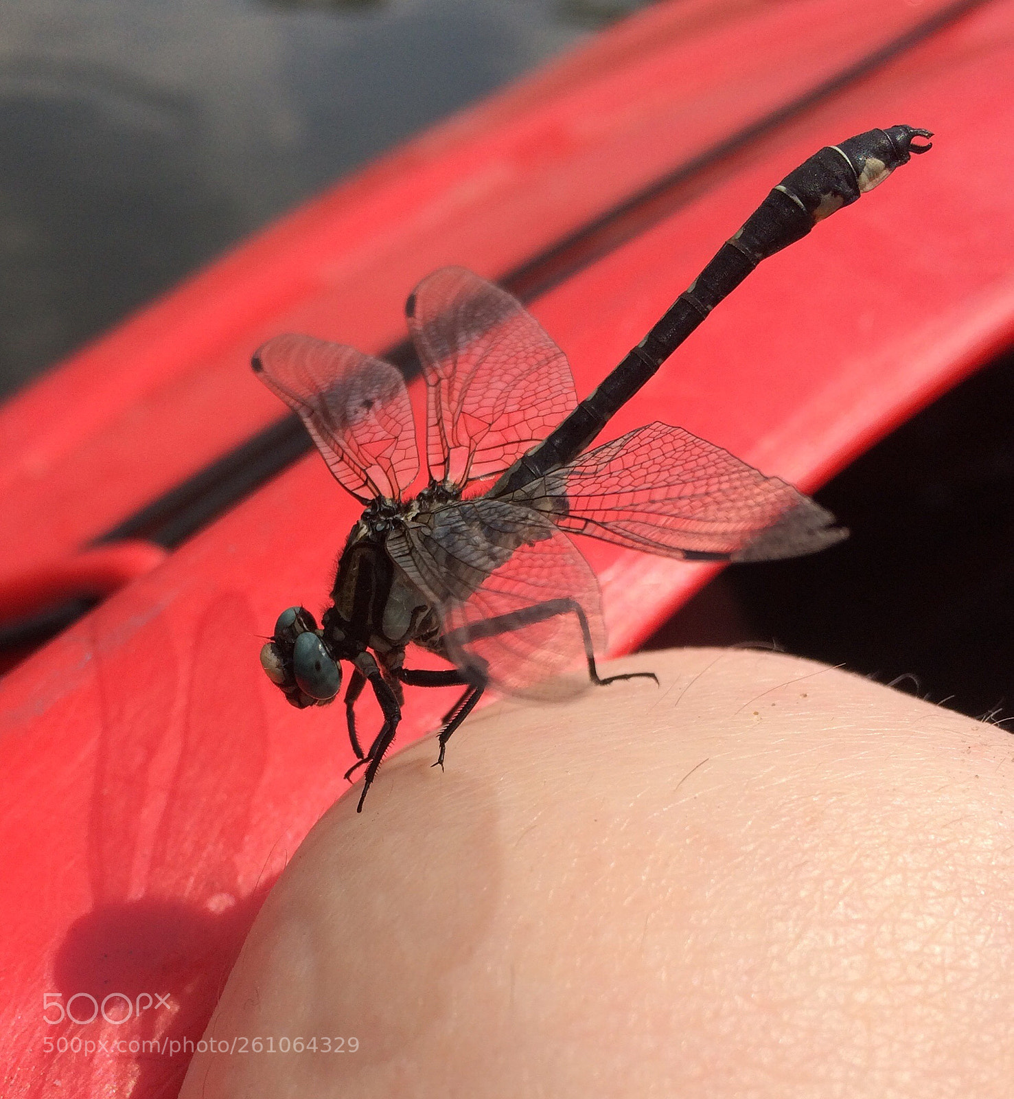 Apple iPhone 5s sample photo. Stowaway photography
