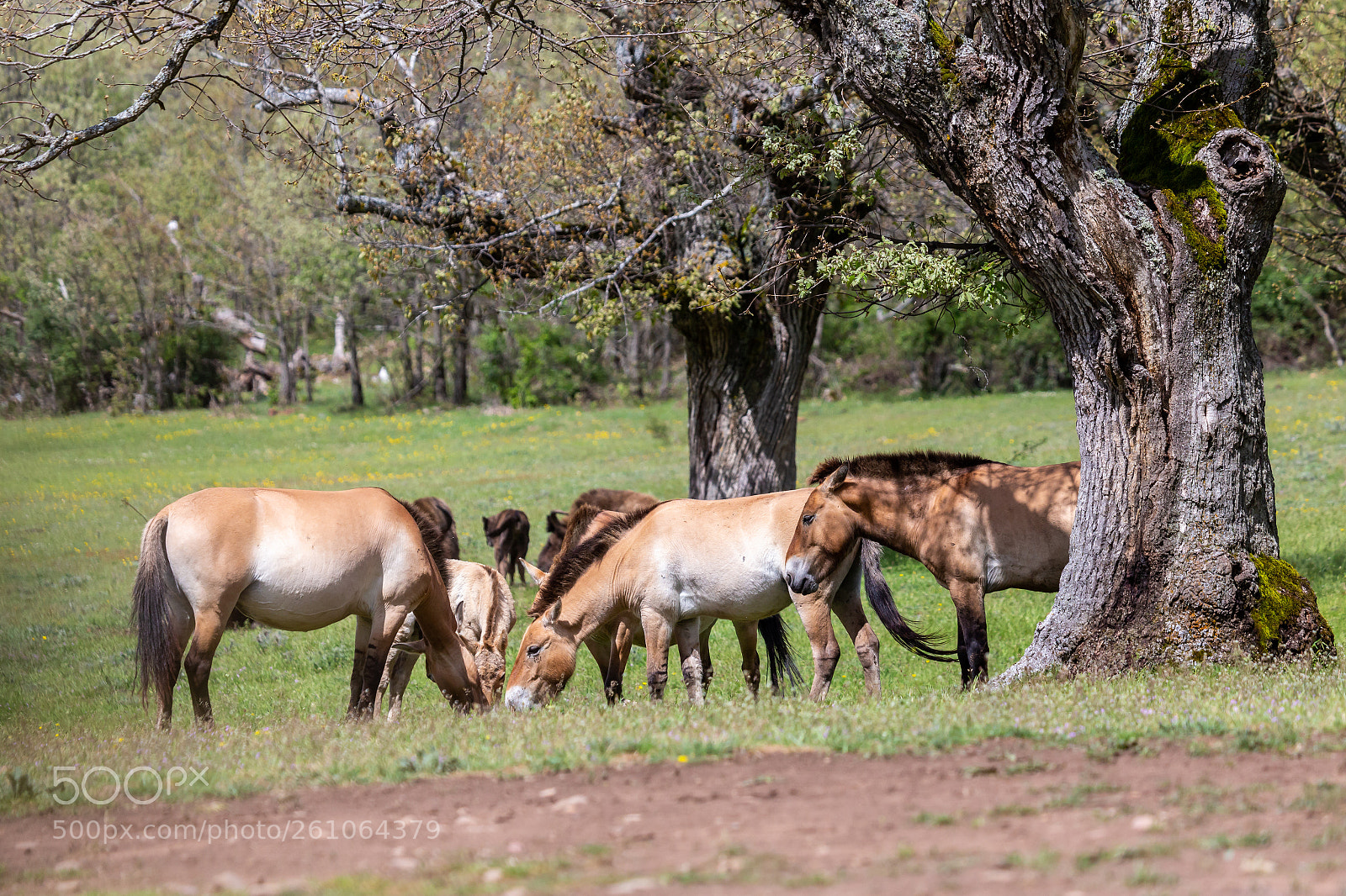 Canon EOS 6D sample photo. Wild horses photography