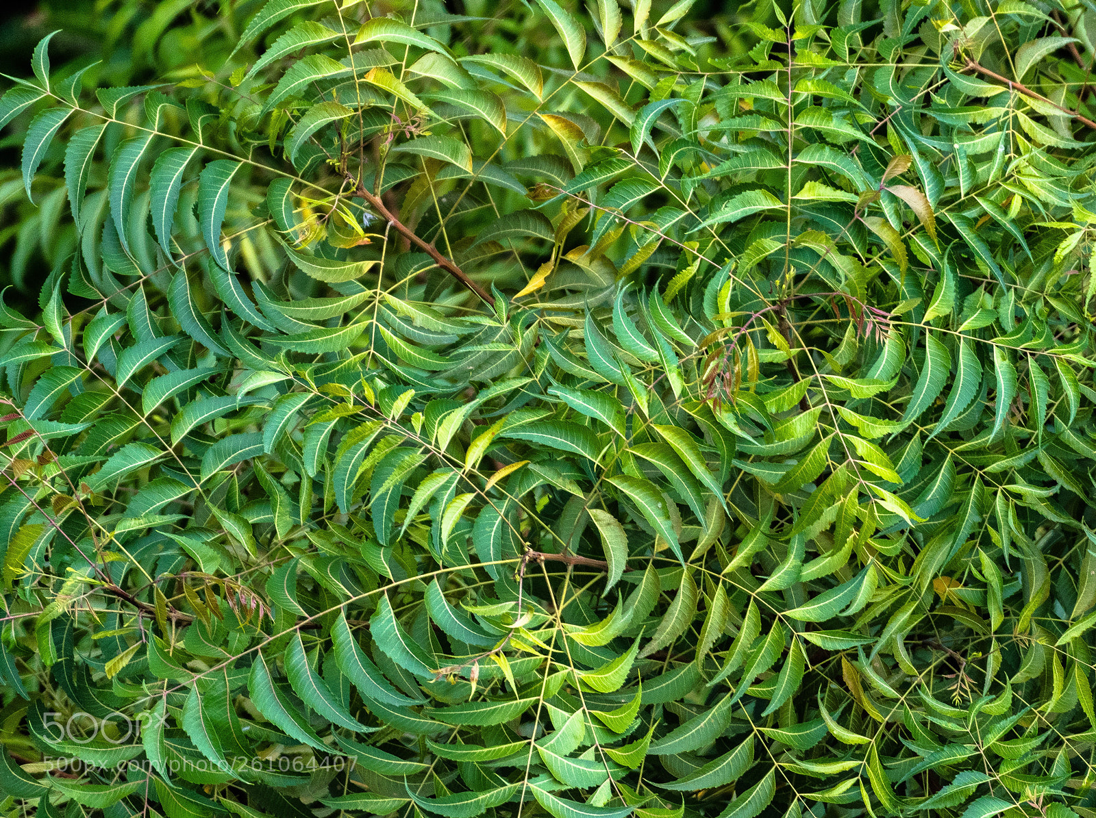 Nikon D5300 sample photo. Neem clover photography