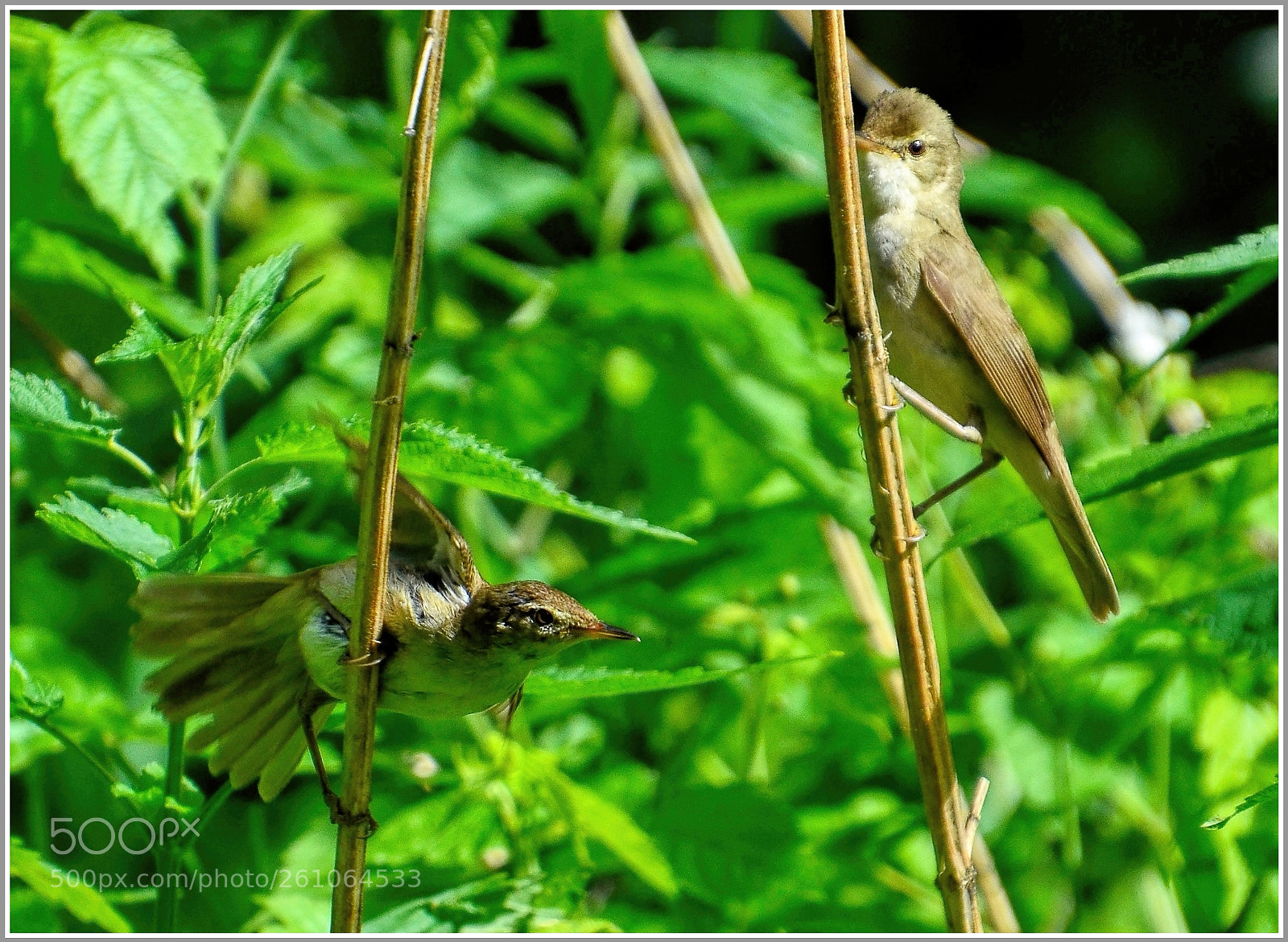 Nikon D7000 sample photo. .... Вот и лето пришло .... photography
