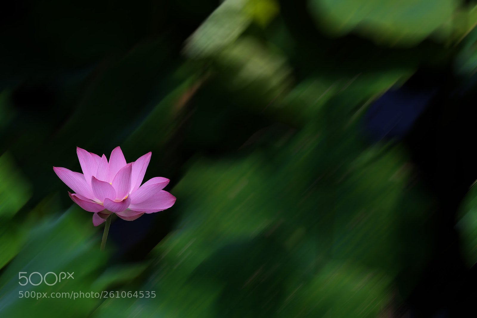 Canon EOS 6D sample photo. Lotus photography
