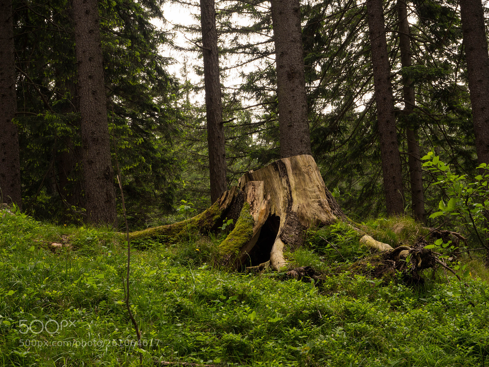 Olympus OM-D E-M10 II sample photo. Trunk in the woods photography