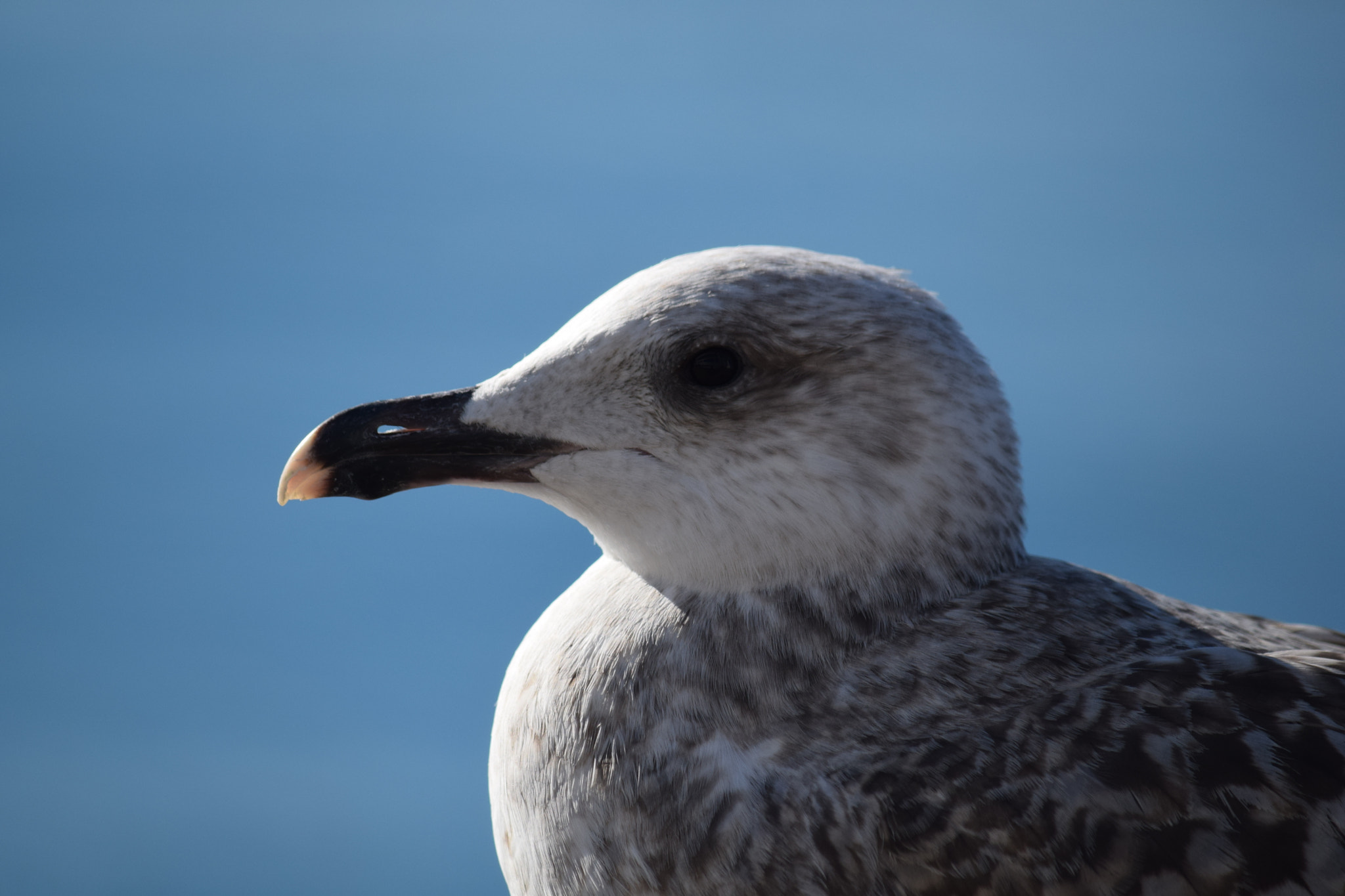 Nikon D3300 sample photo. Seagull portait photography