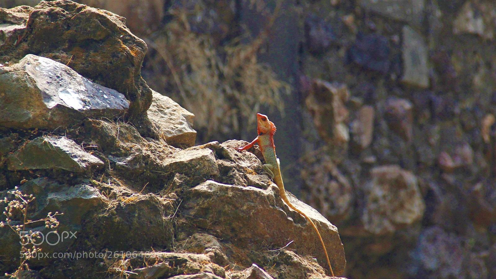 Canon EOS 60D sample photo. Climbing lizard photography