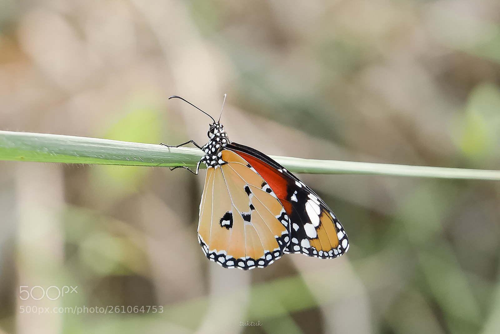 Panasonic Lumix DMC-GX8 sample photo. Plain tiger butterfly  photography