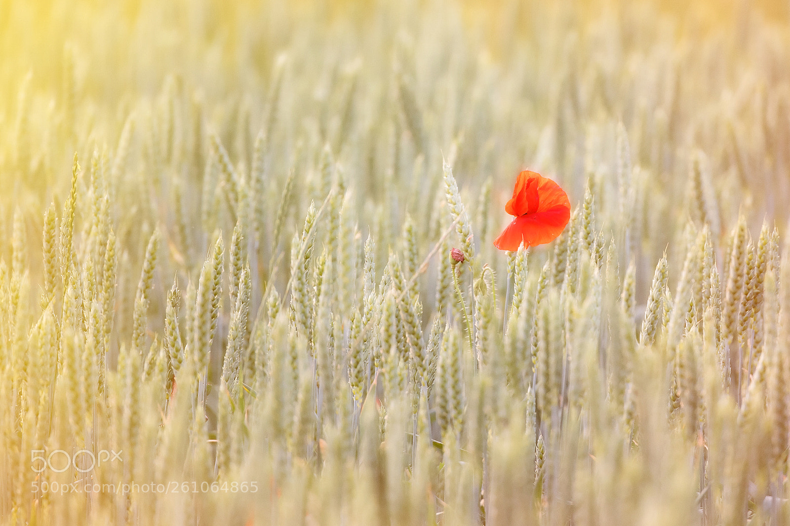 Nikon D850 sample photo. Red photography