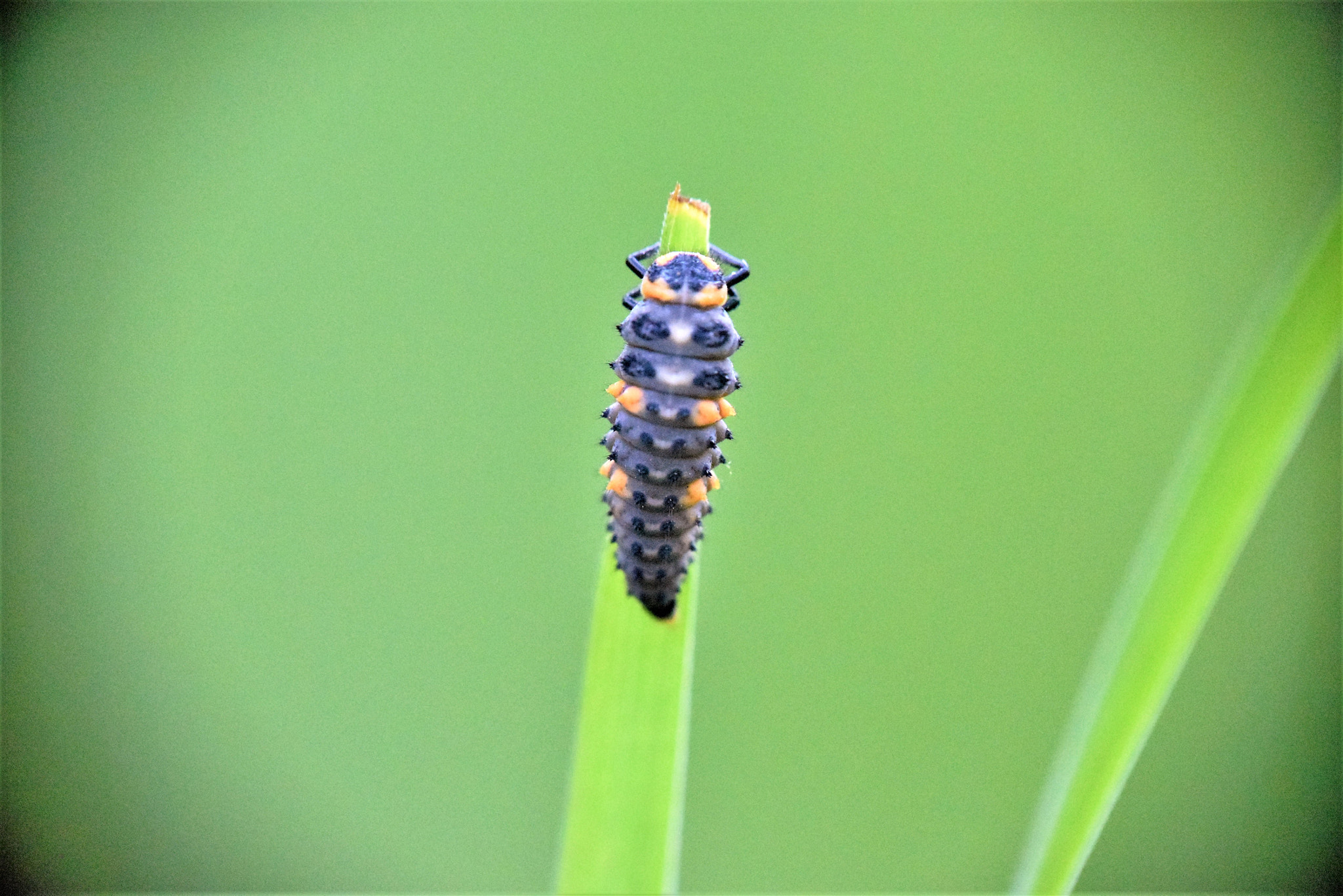 Nikon D3300 sample photo. Karabaja photography