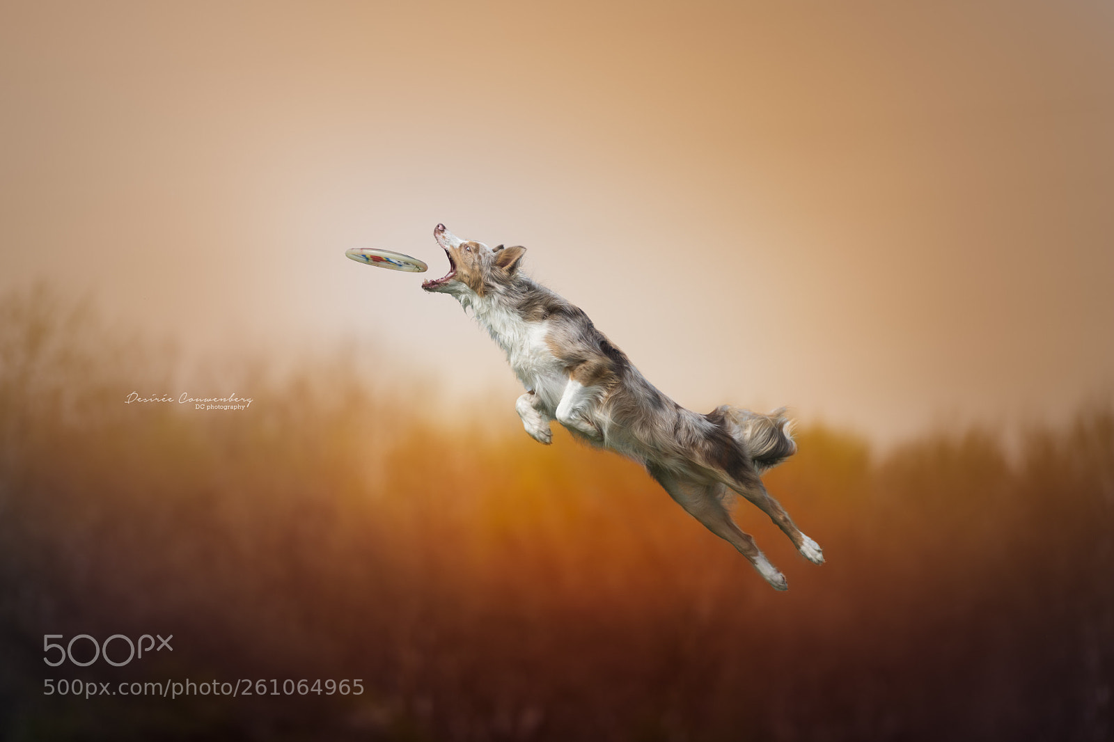 Nikon D810 sample photo. This dog is on photography