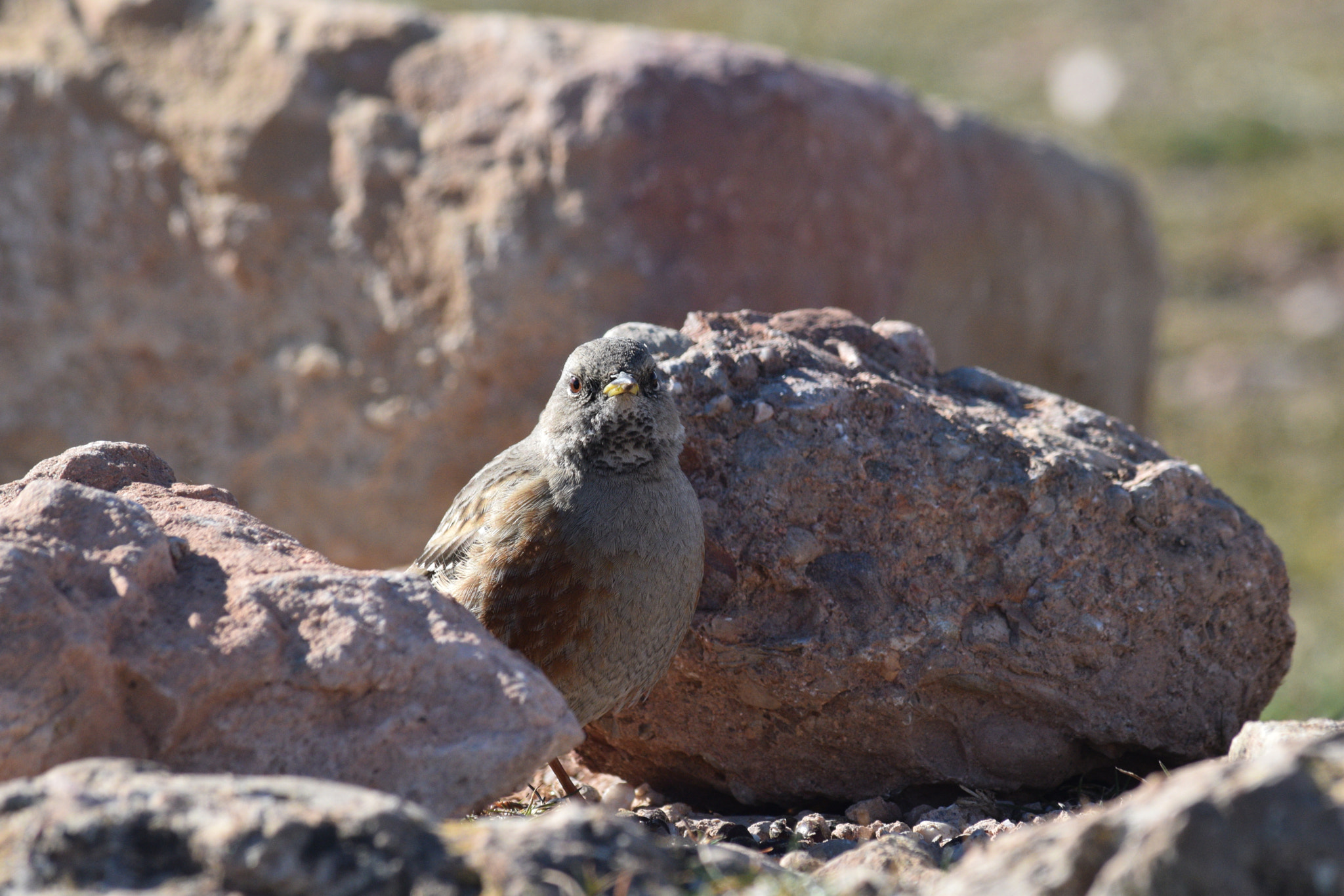 Nikon D3300 sample photo. Alpine accentor photography