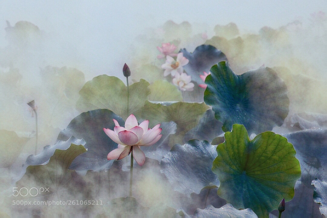 Canon EOS 5D Mark IV sample photo. Lotus 2 photography
