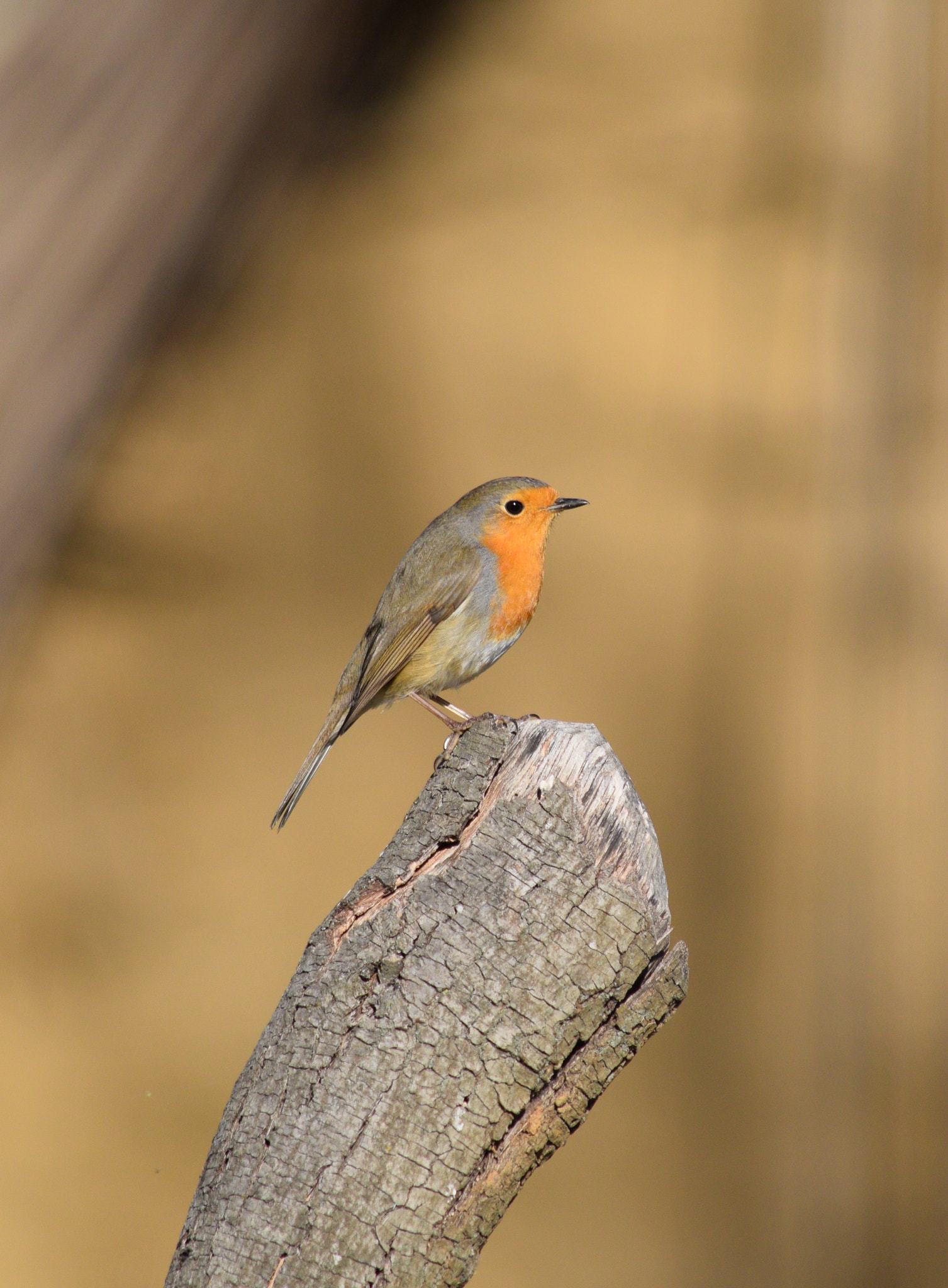 Nikon D3300 sample photo. Sunbathing robin photography