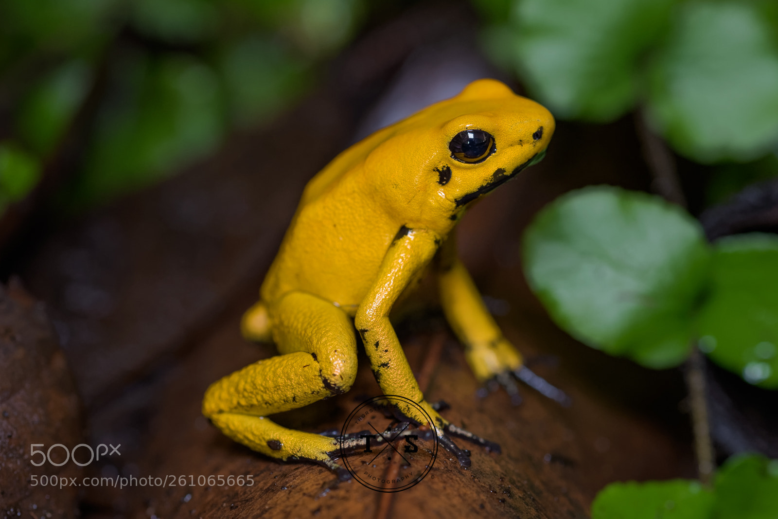 Nikon D850 sample photo. Golden poison frog photography
