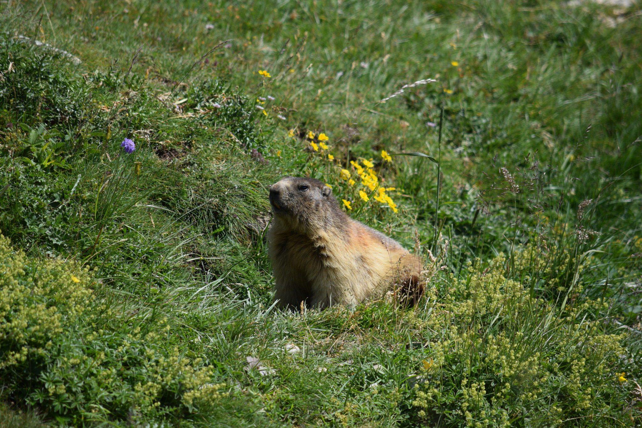 Nikon D3300 sample photo. Marmot photography