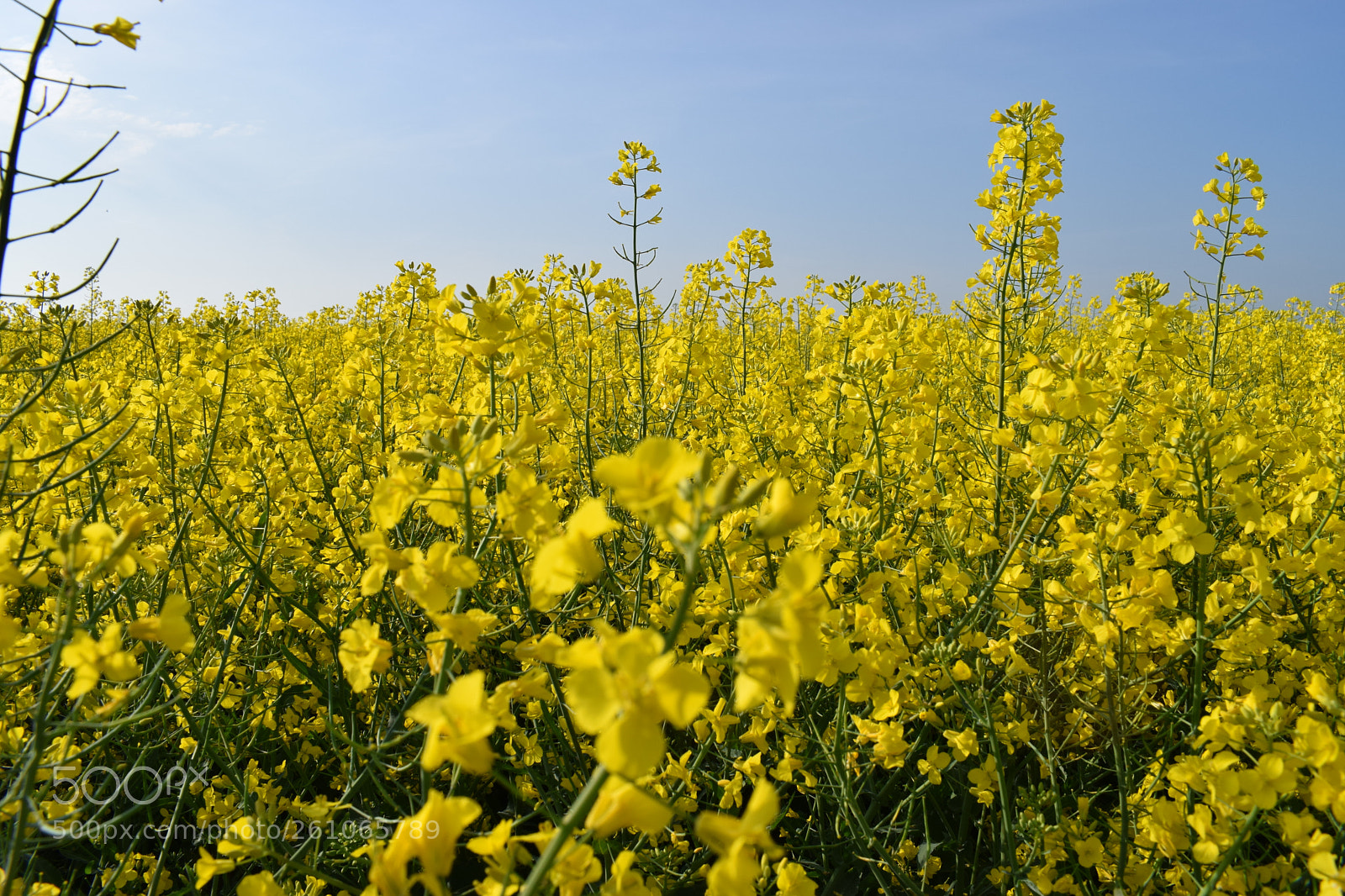 Nikon D3300 sample photo. Yellow photography