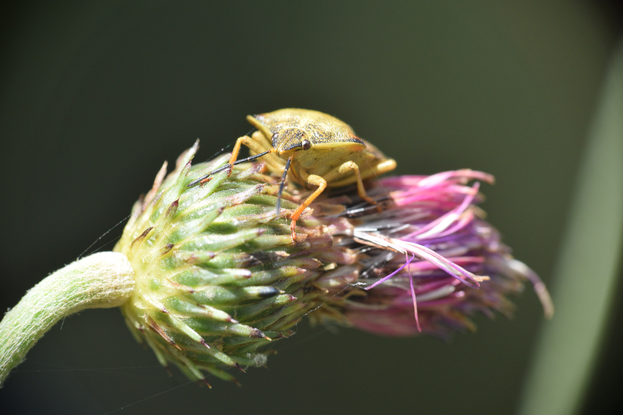 Nikon D3300 sample photo. Resting in a flower photography