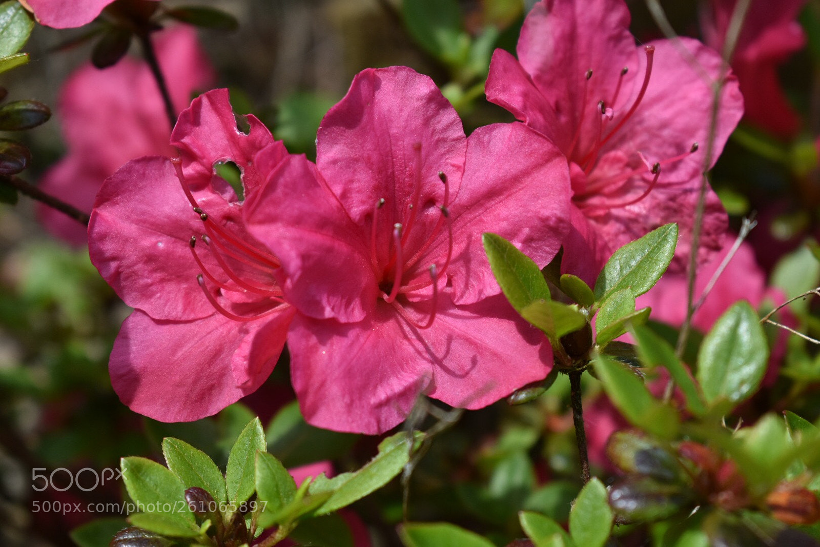 Nikon D3400 sample photo. Pink flowers  photography