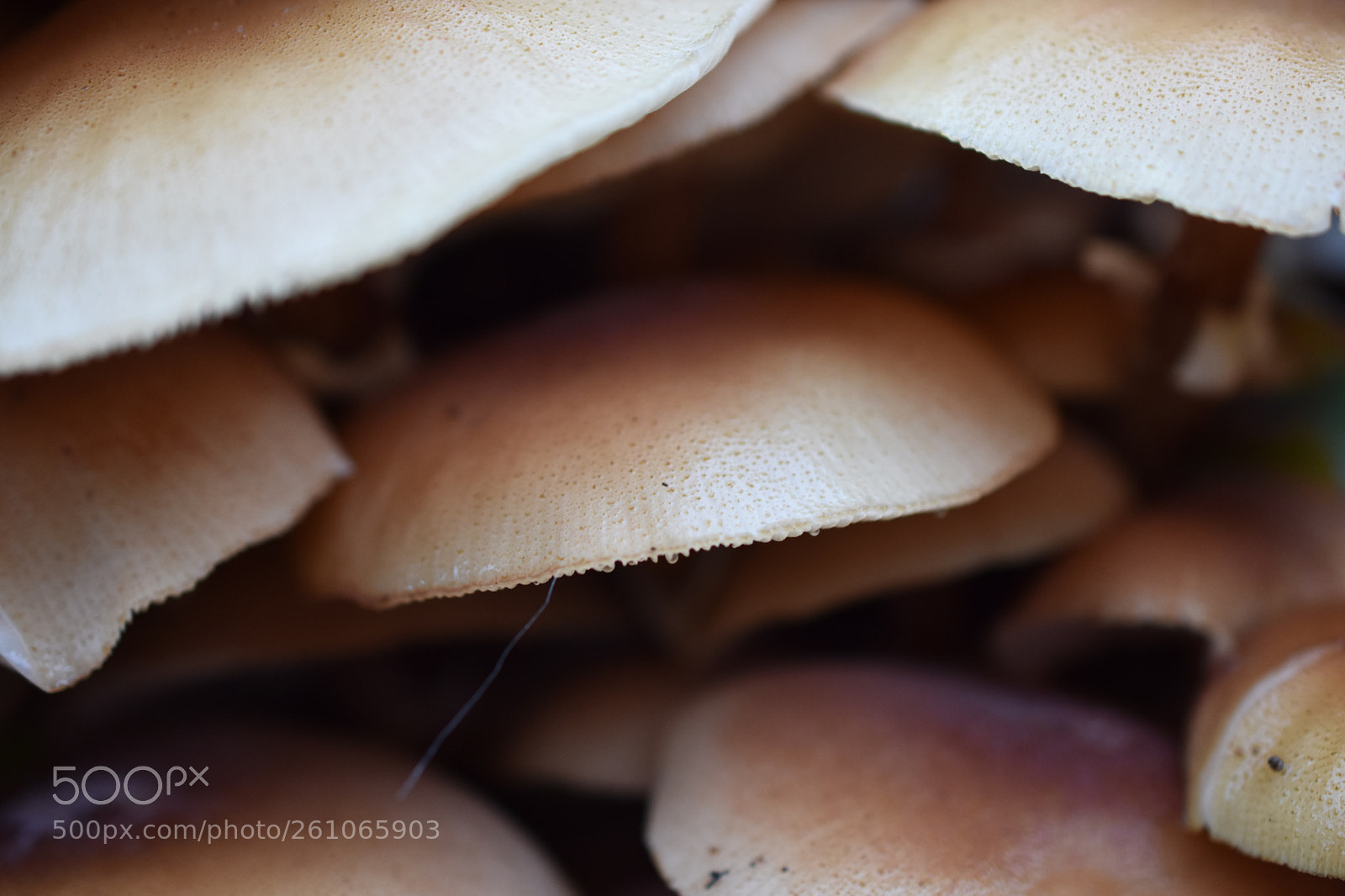 Nikon D3400 sample photo. Mushroom stack photography