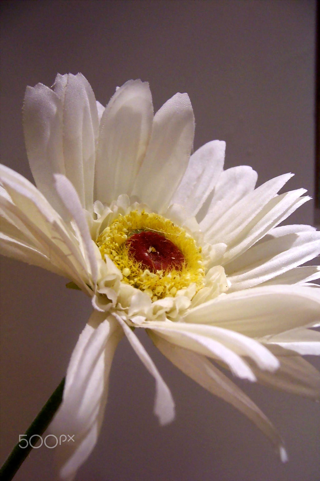Kodak DX7440 ZOOM DIGITAL CAMERA sample photo. Flower of tissus photography