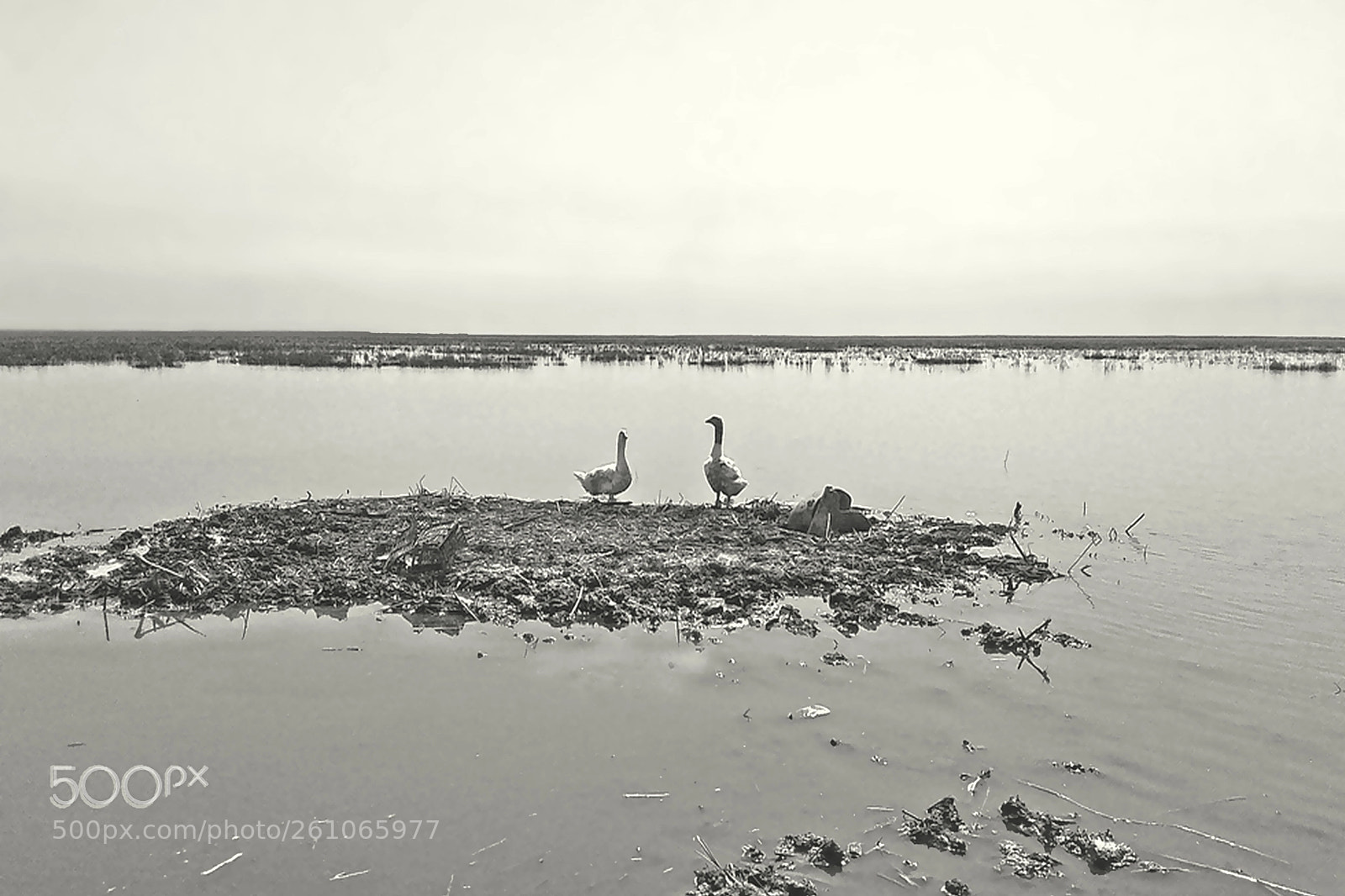 Canon EOS 700D (EOS Rebel T5i / EOS Kiss X7i) sample photo. Iraqi marshes photography