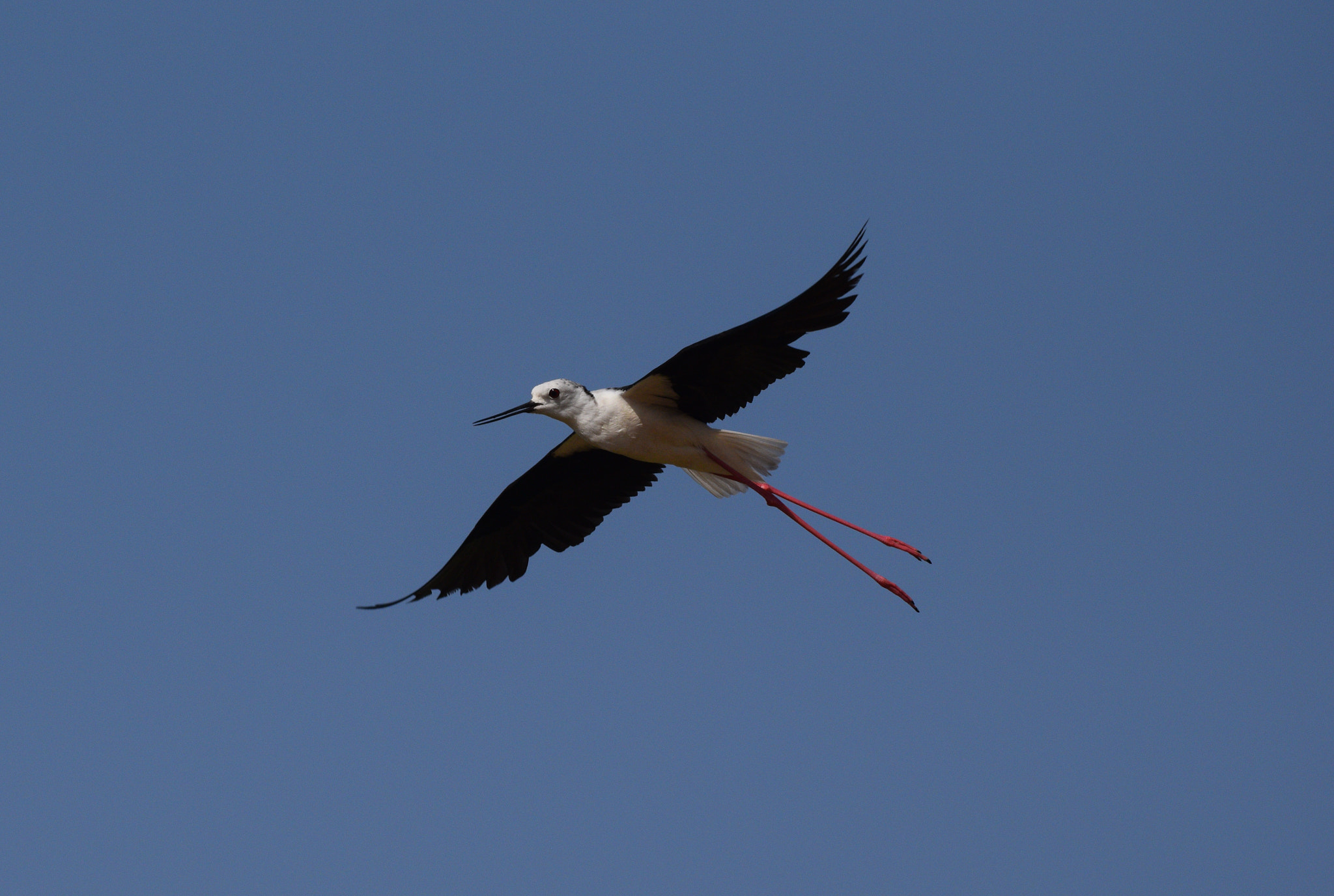 Nikon D3300 sample photo. Passing by photography
