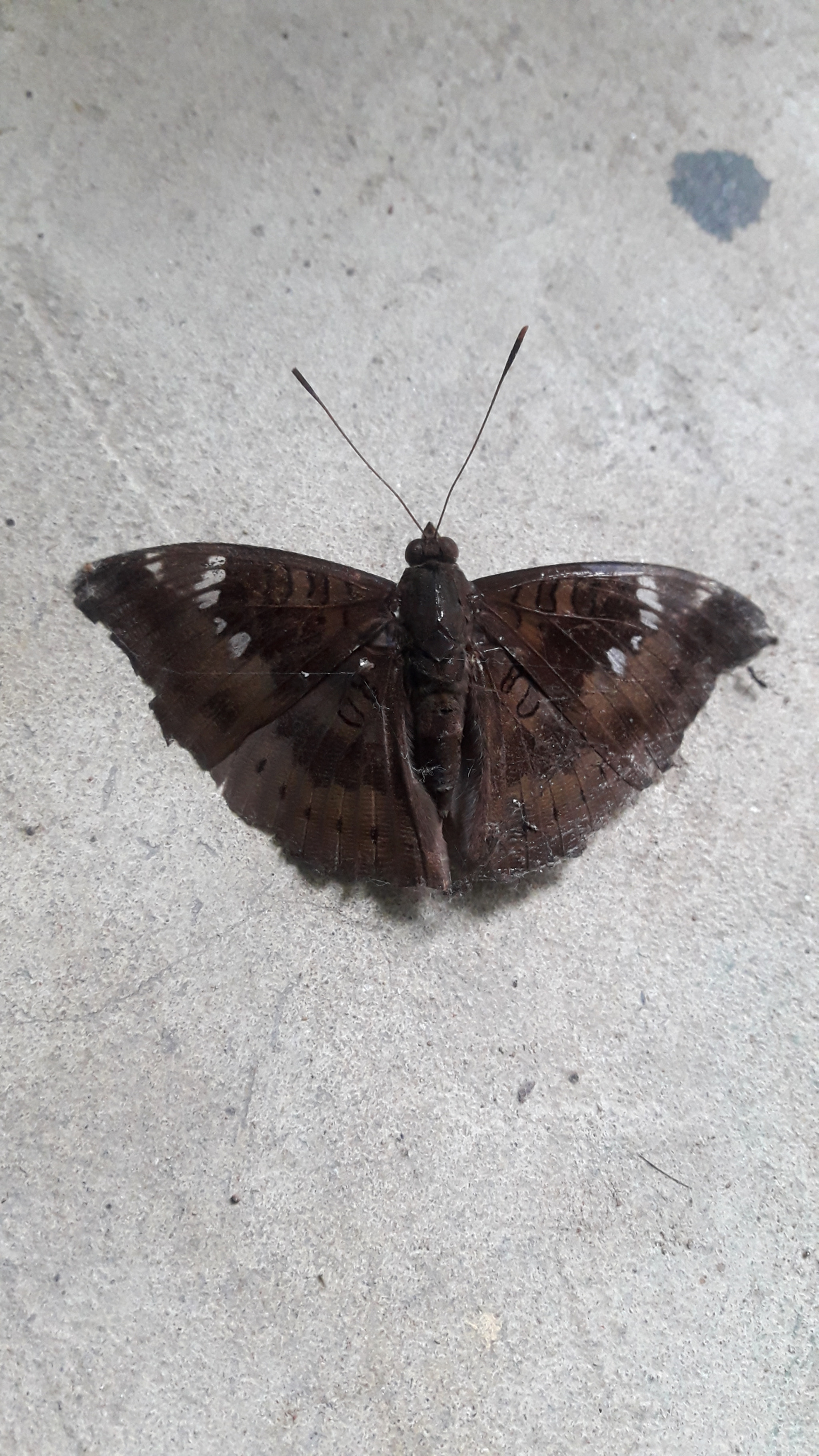 Samsung Galaxy J7 Neo sample photo. Butterfly on my house photography