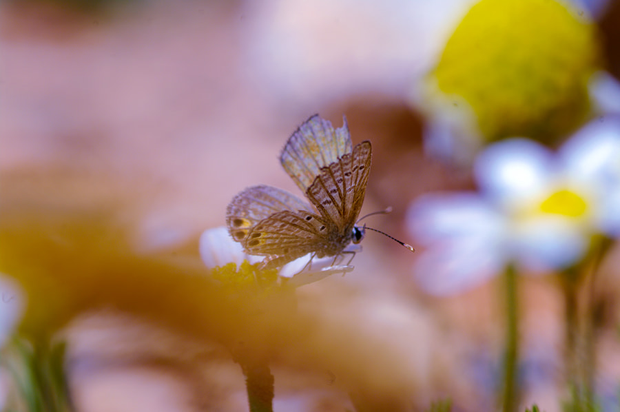 Pentax K20D sample photo. Garden photography