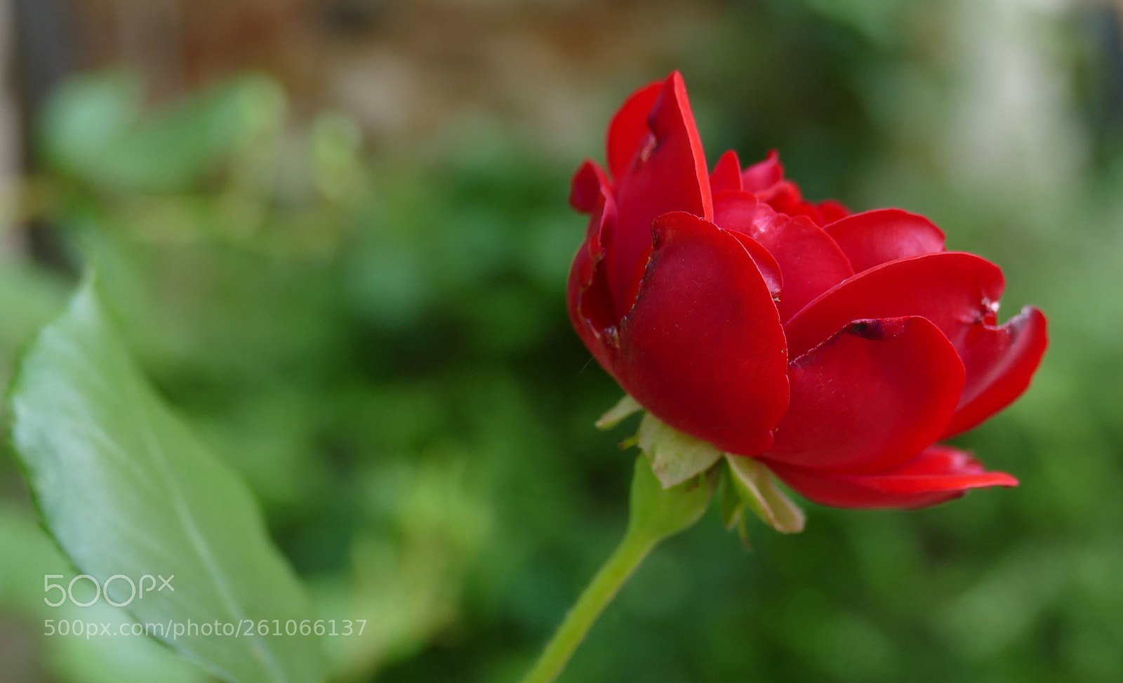 Panasonic Lumix DMC-FZ1000 sample photo. Beauty of the day! photography