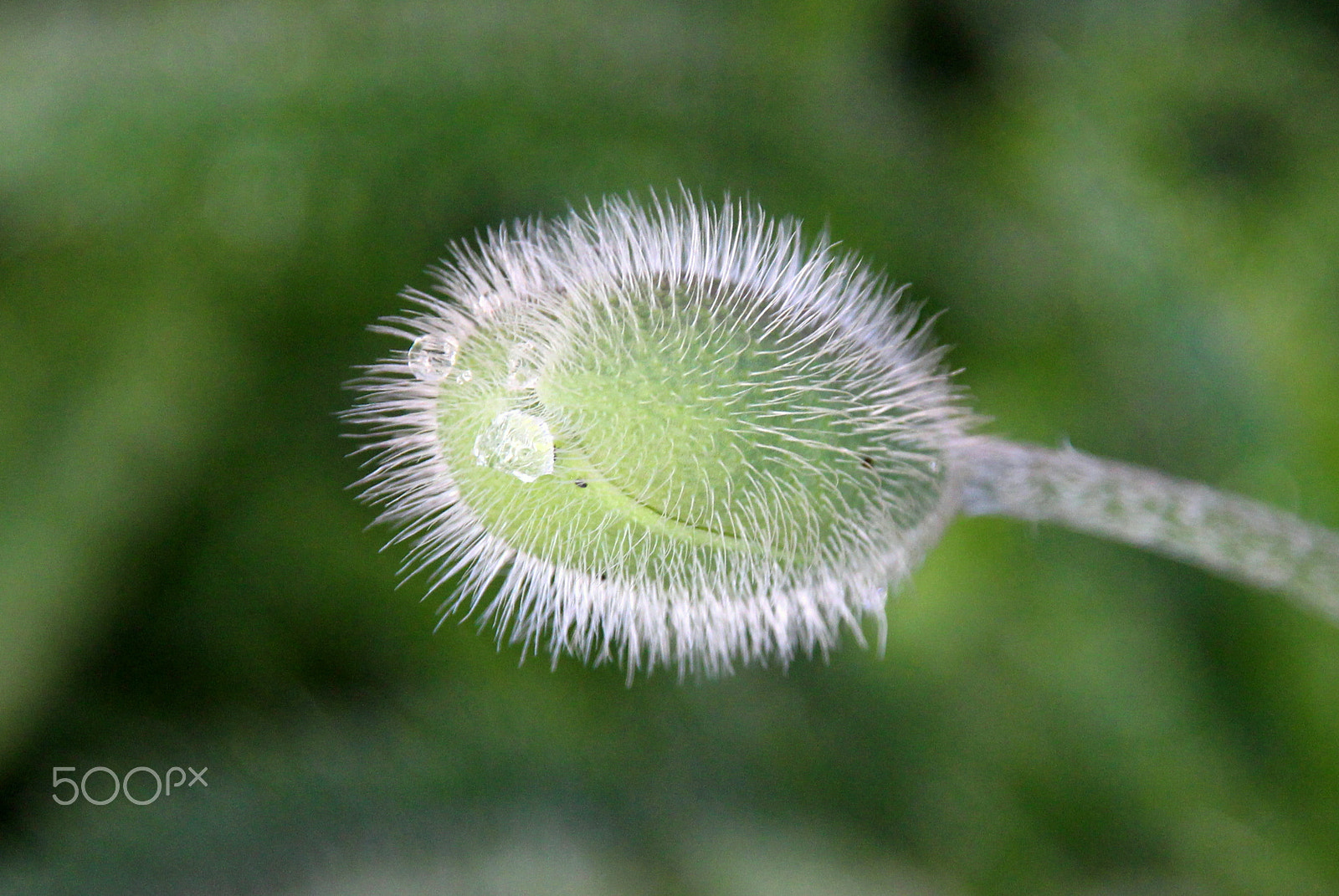 Canon EOS 700D (EOS Rebel T5i / EOS Kiss X7i) + Sigma 18-200mm f/3.5-6.3 DC OS sample photo. The poppy in the east/papaver orientale photography