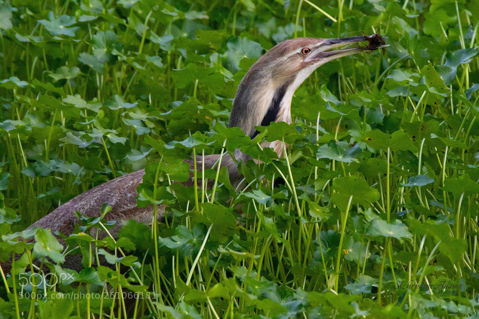 Canon EOS 7D Mark II sample photo. American bittern  photography