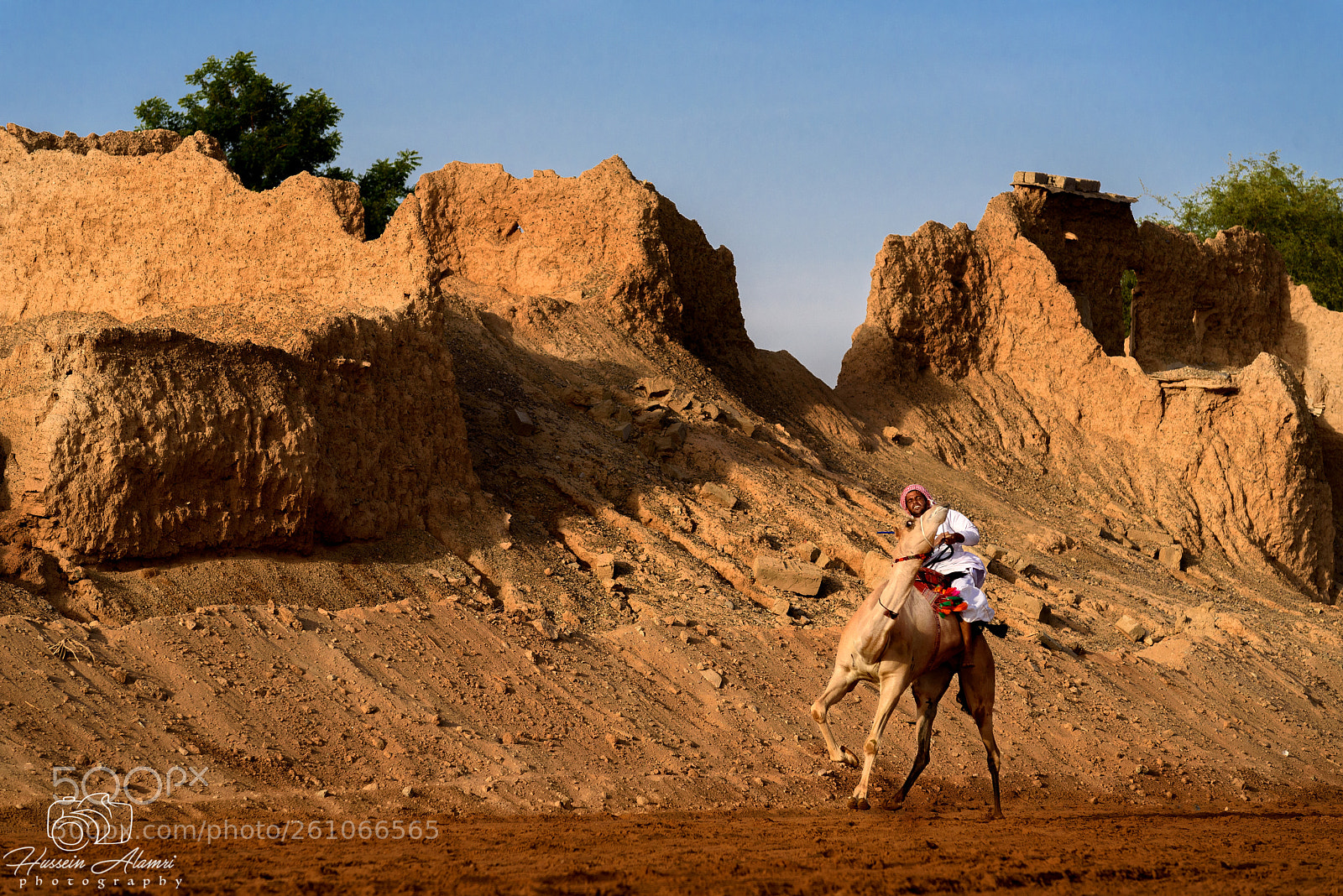 Nikon D750 sample photo. Camel rider photography