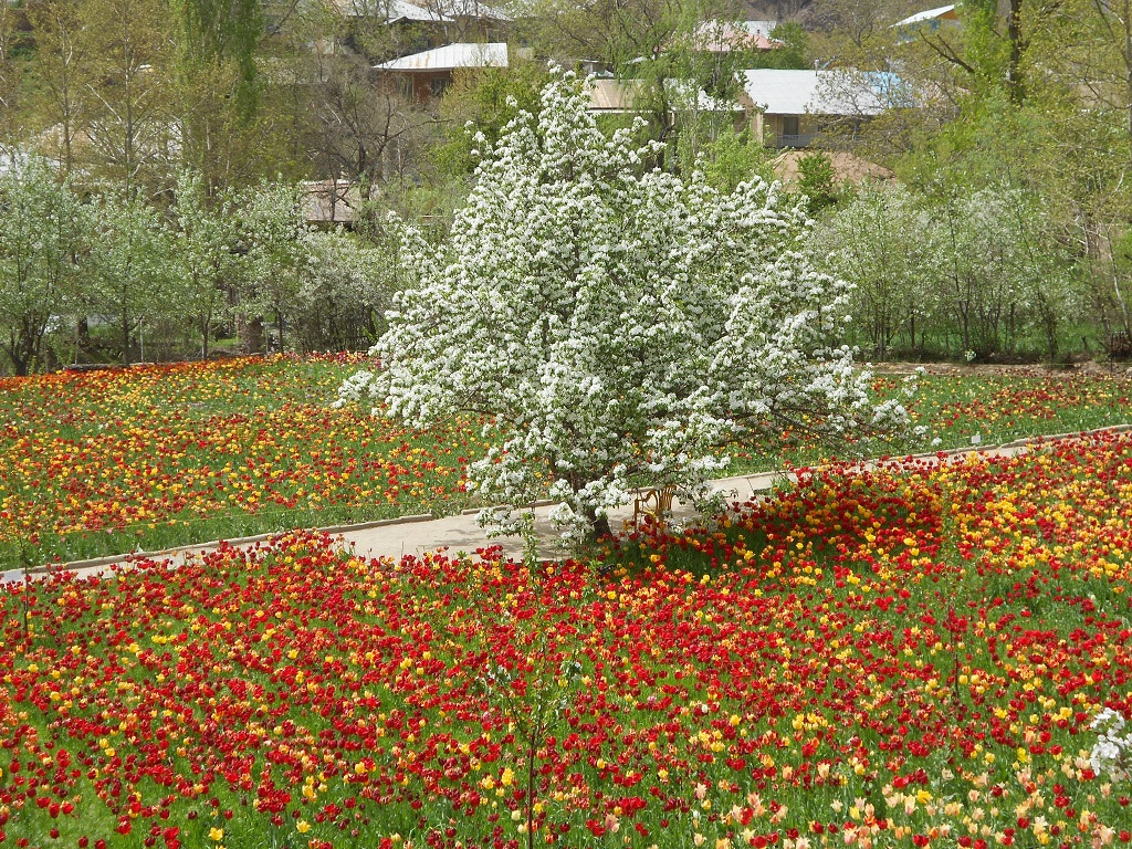 Nikon Coolpix S3100 sample photo. Tulips garden photography