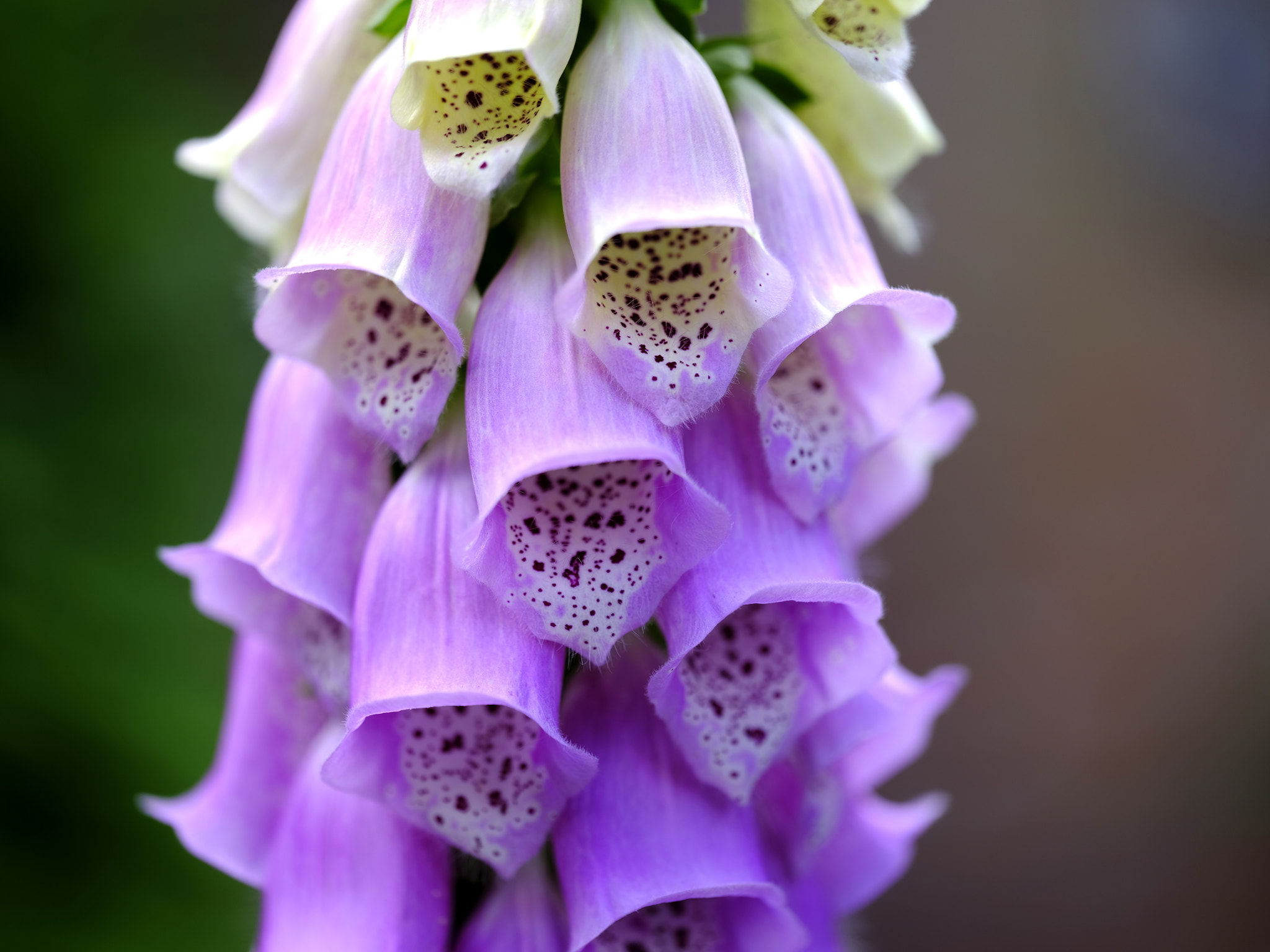 Fujifilm GFX 50S sample photo. Foxglove season photography