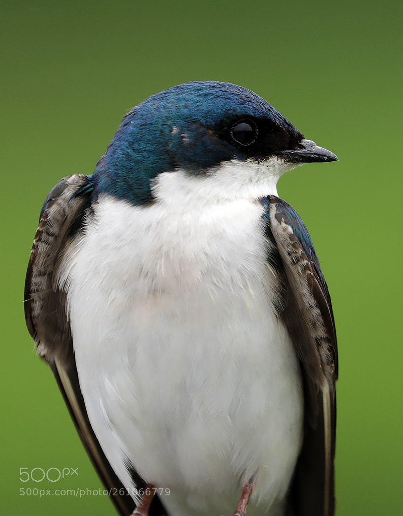 Canon EOS 5D Mark IV sample photo. Tree swallow closeup photography