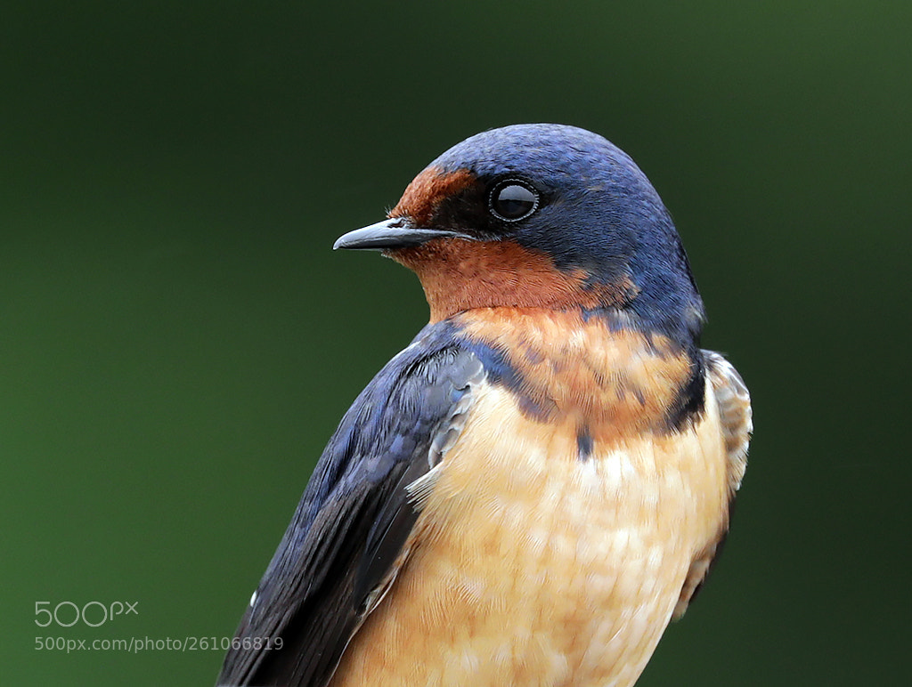 Canon EOS 5D Mark IV sample photo. Barn swallow closeup photography