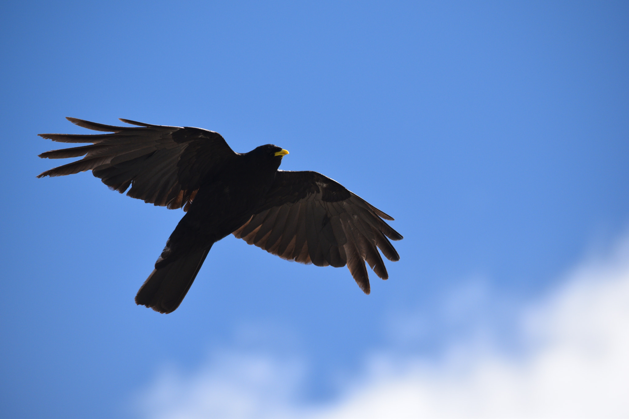 Nikon D3300 sample photo. Alpine chough in flight photography