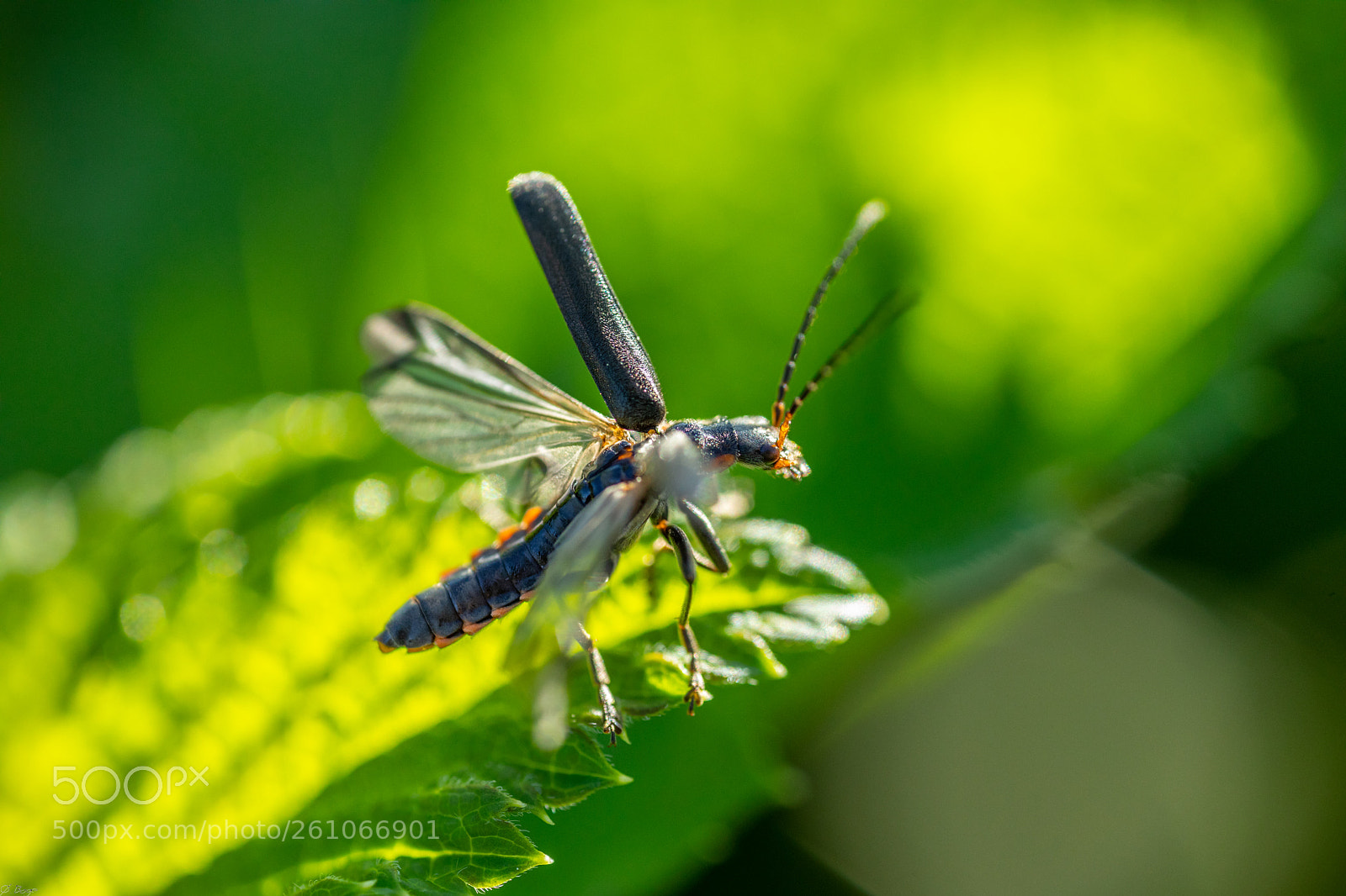 Canon EOS 5D Mark IV sample photo. Lift-off photography