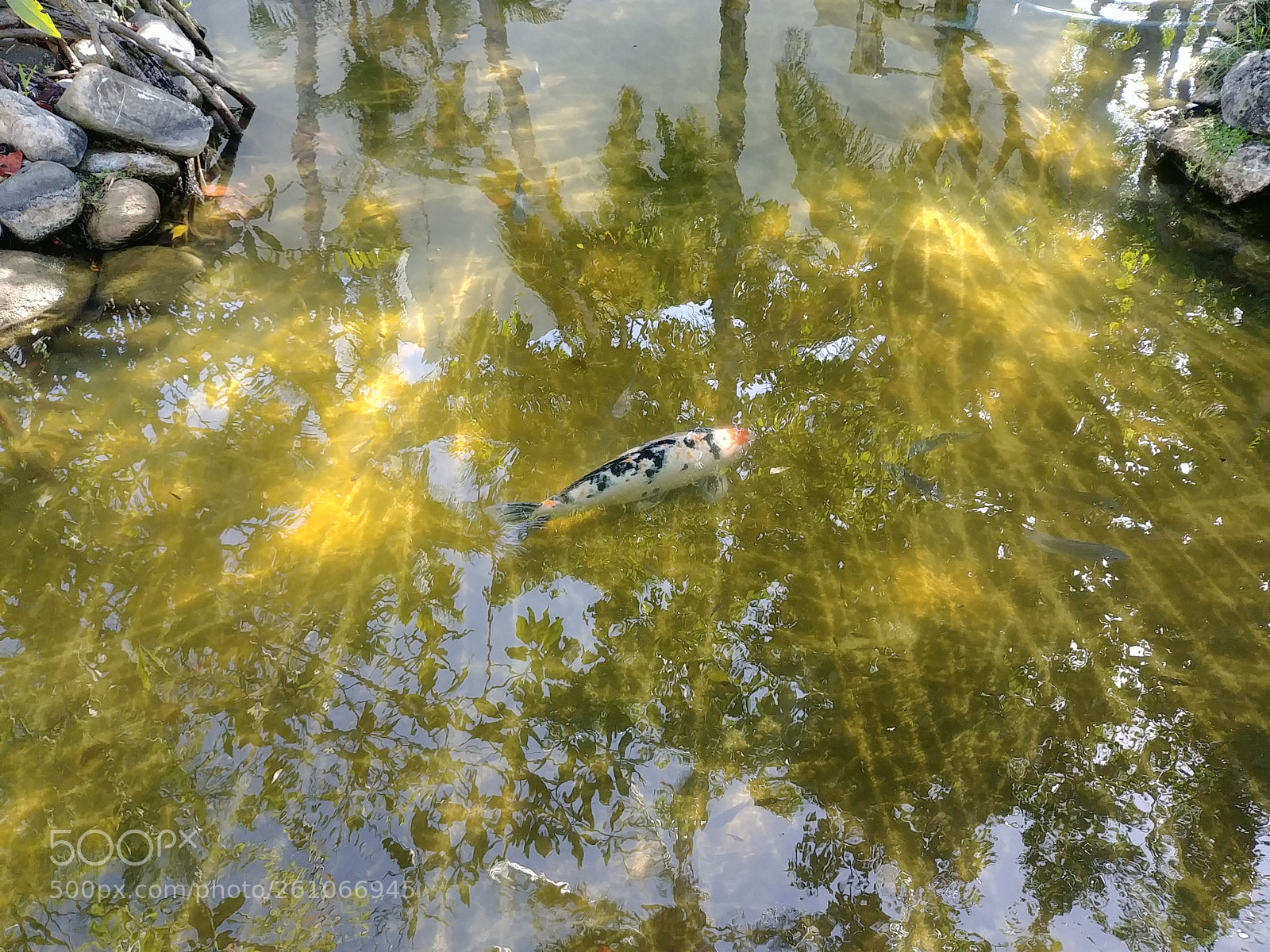 LG G6 sample photo. Fish photography
