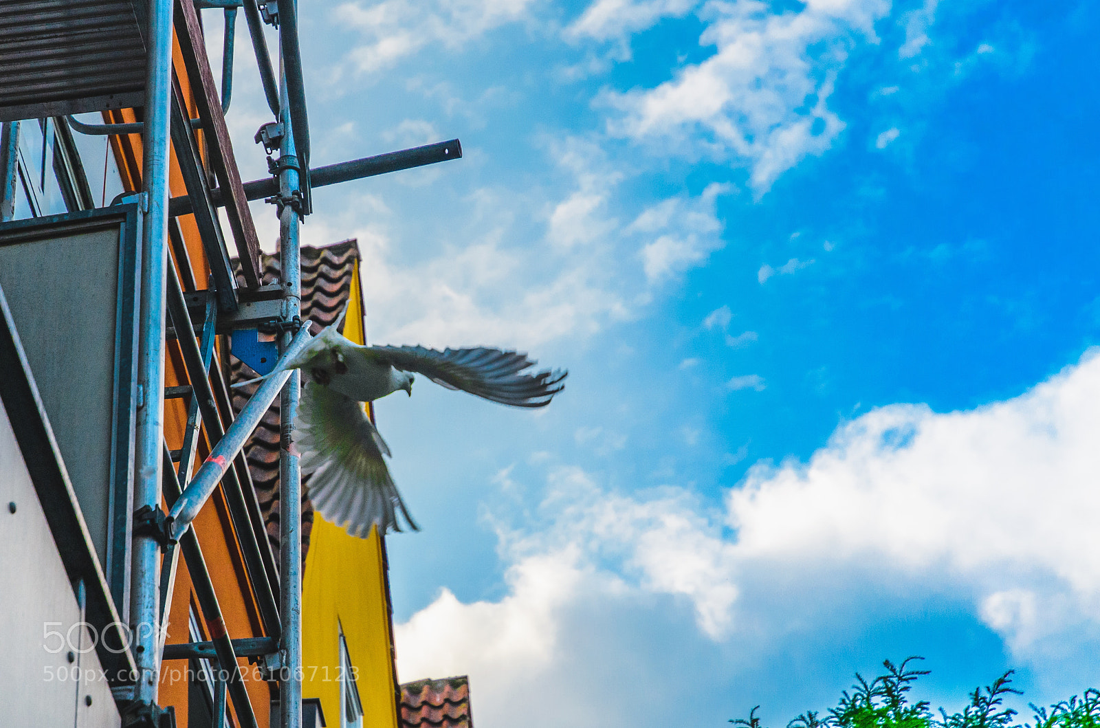 Nikon D5100 sample photo. A dove photography