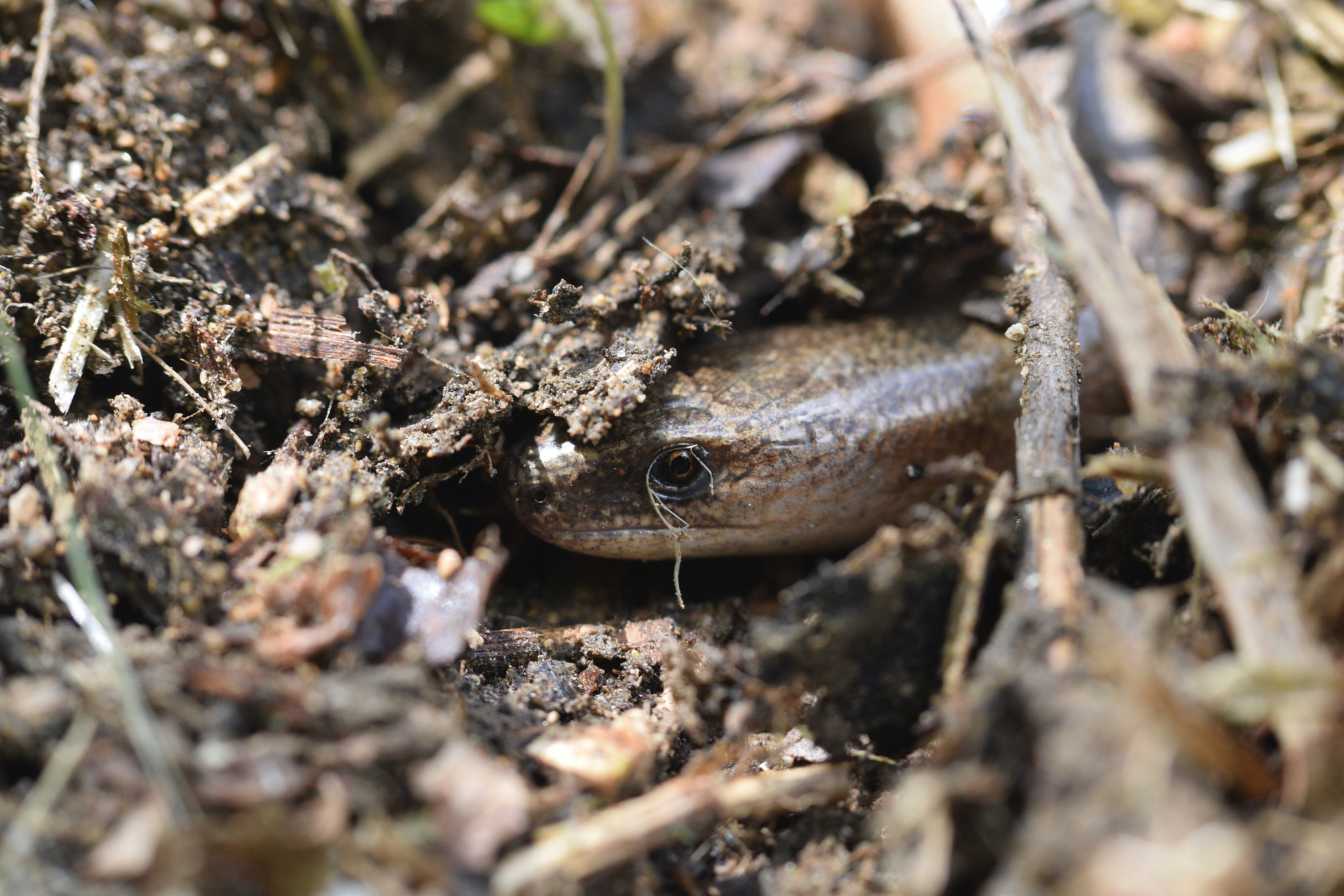 Nikon D3300 sample photo. Slowworm photography