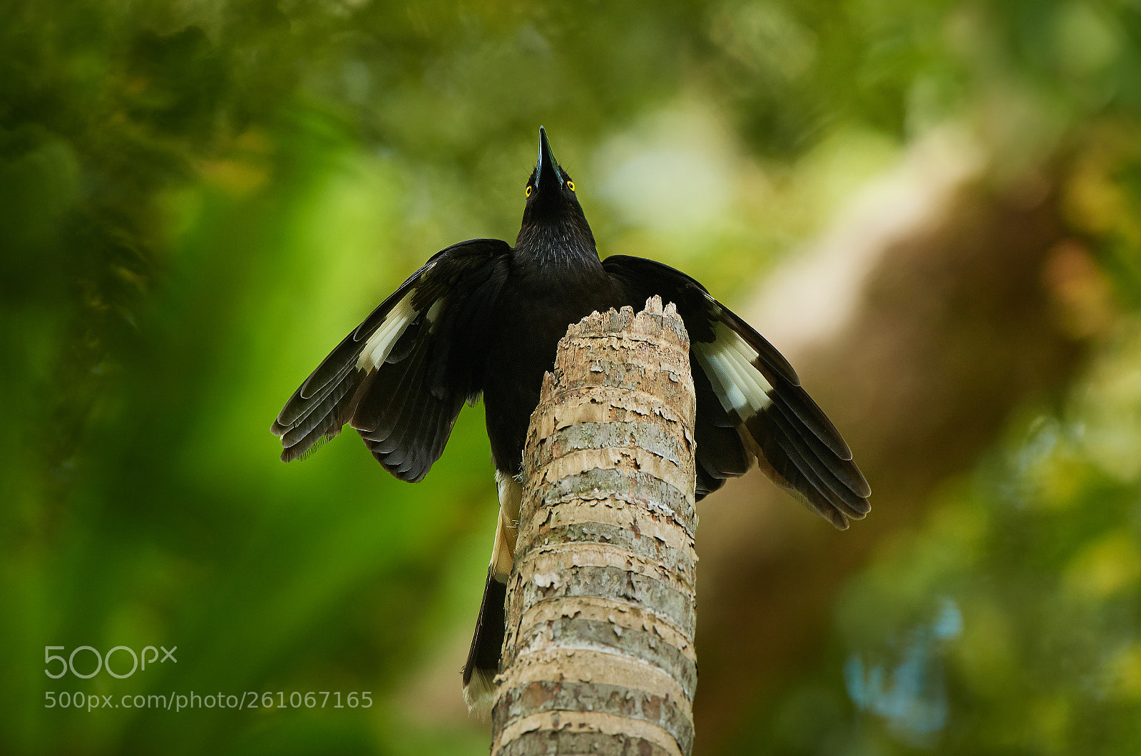 Nikon D500 sample photo. Pied currawong (strepera graculina) photography