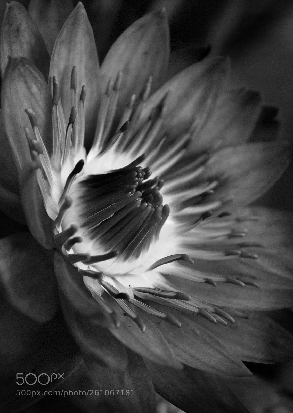 Nikon D3000 sample photo. Waterlily black and white photography