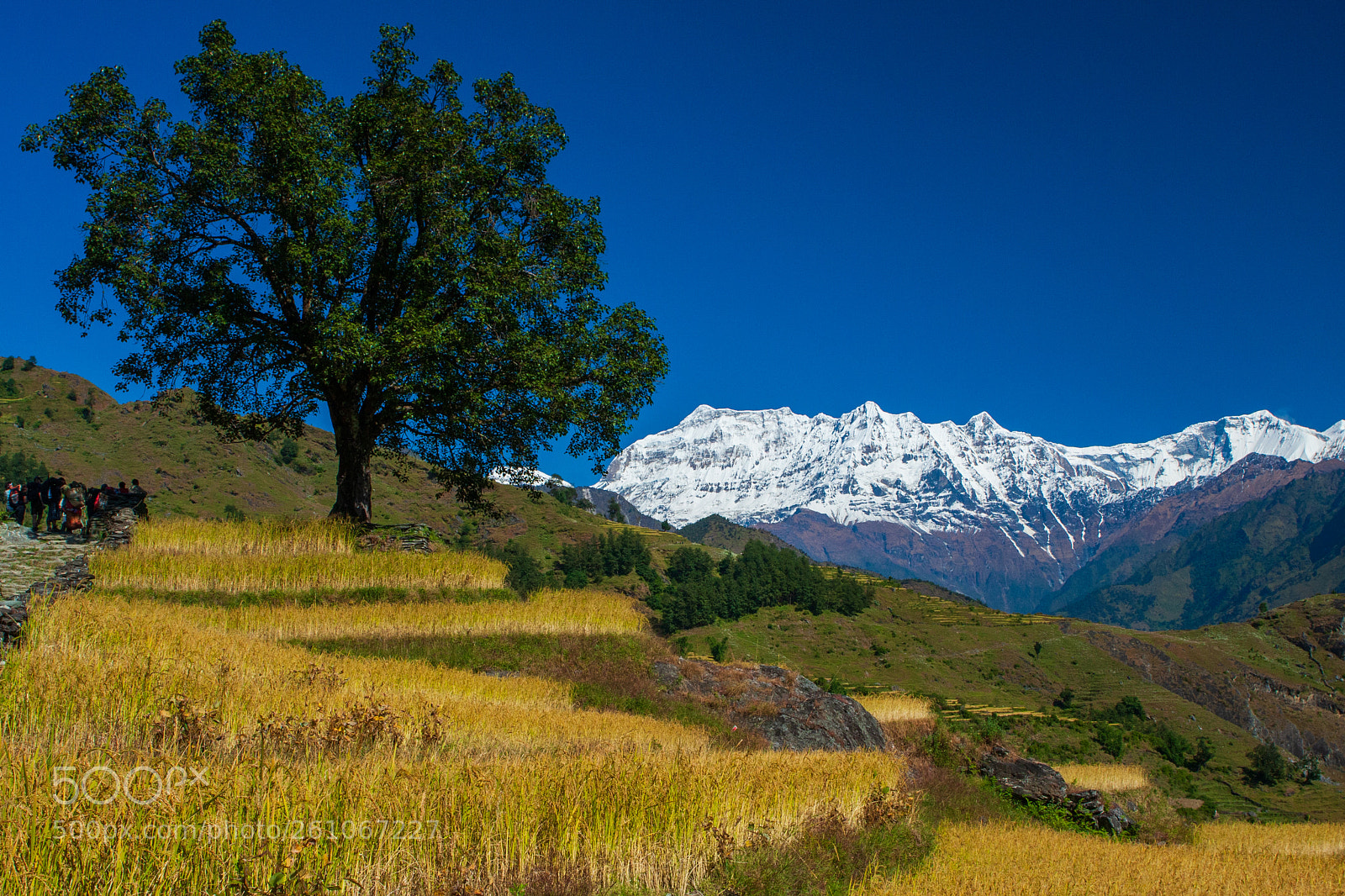 Canon EOS 40D sample photo. Tree of nepal photography