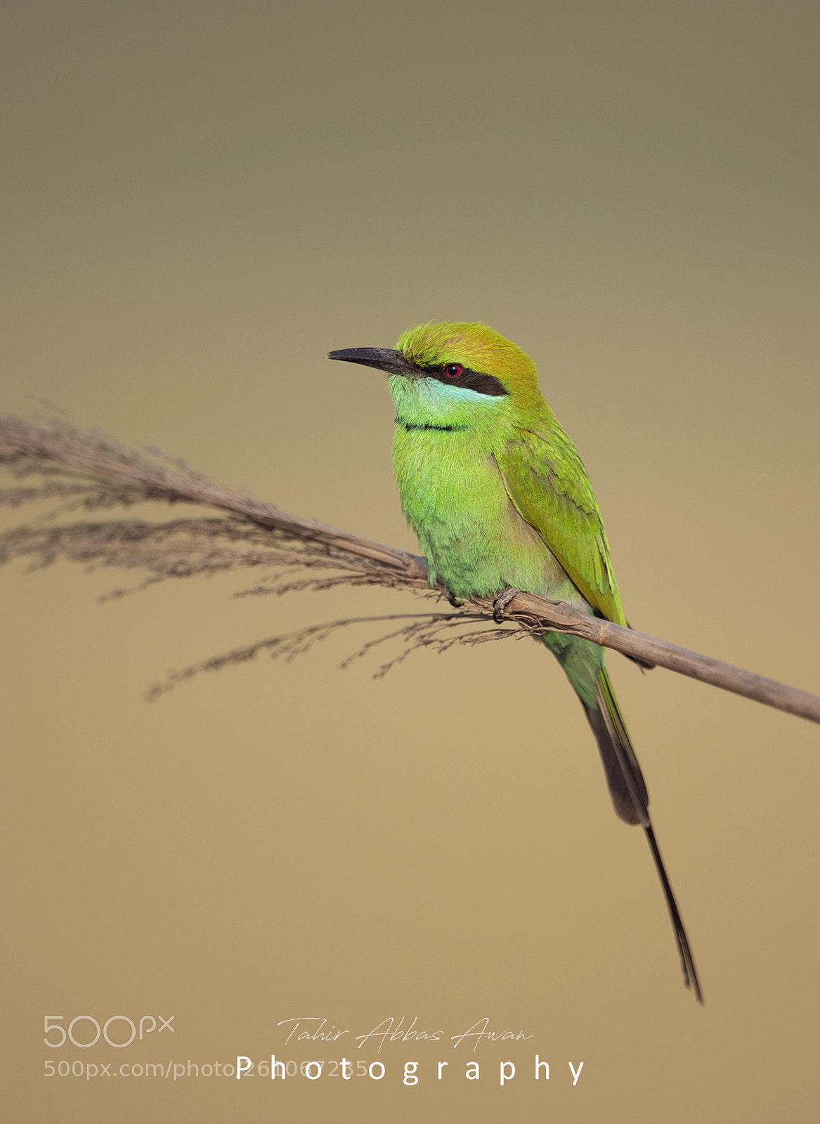 Nikon D850 sample photo. Little green bee eater photography
