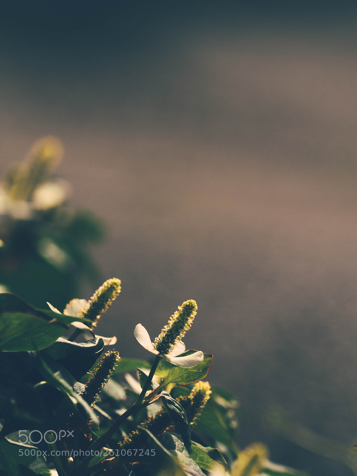 Olympus OM-D E-M5 II sample photo. Dokudami photography