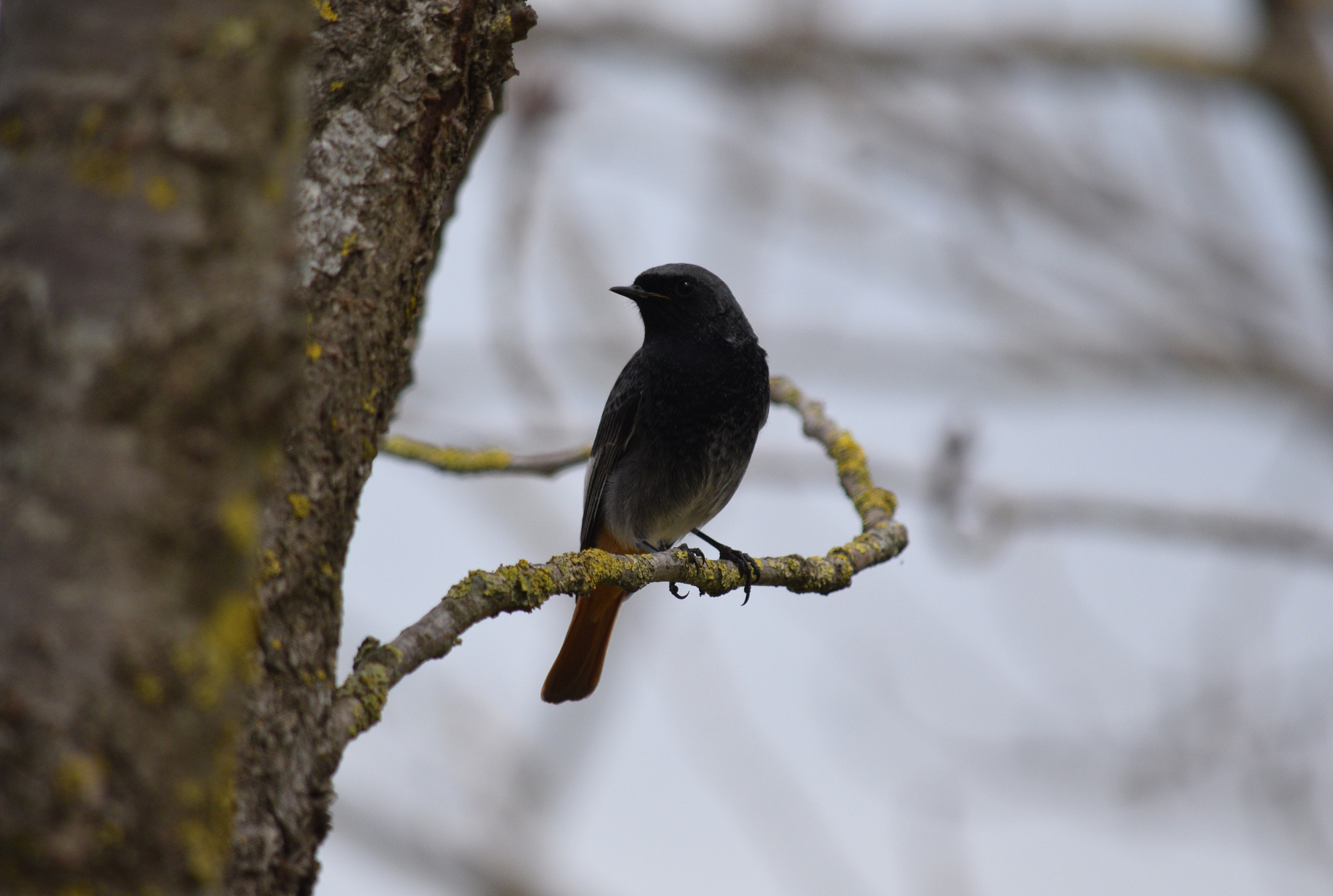 Nikon D3300 sample photo. In the forest photography