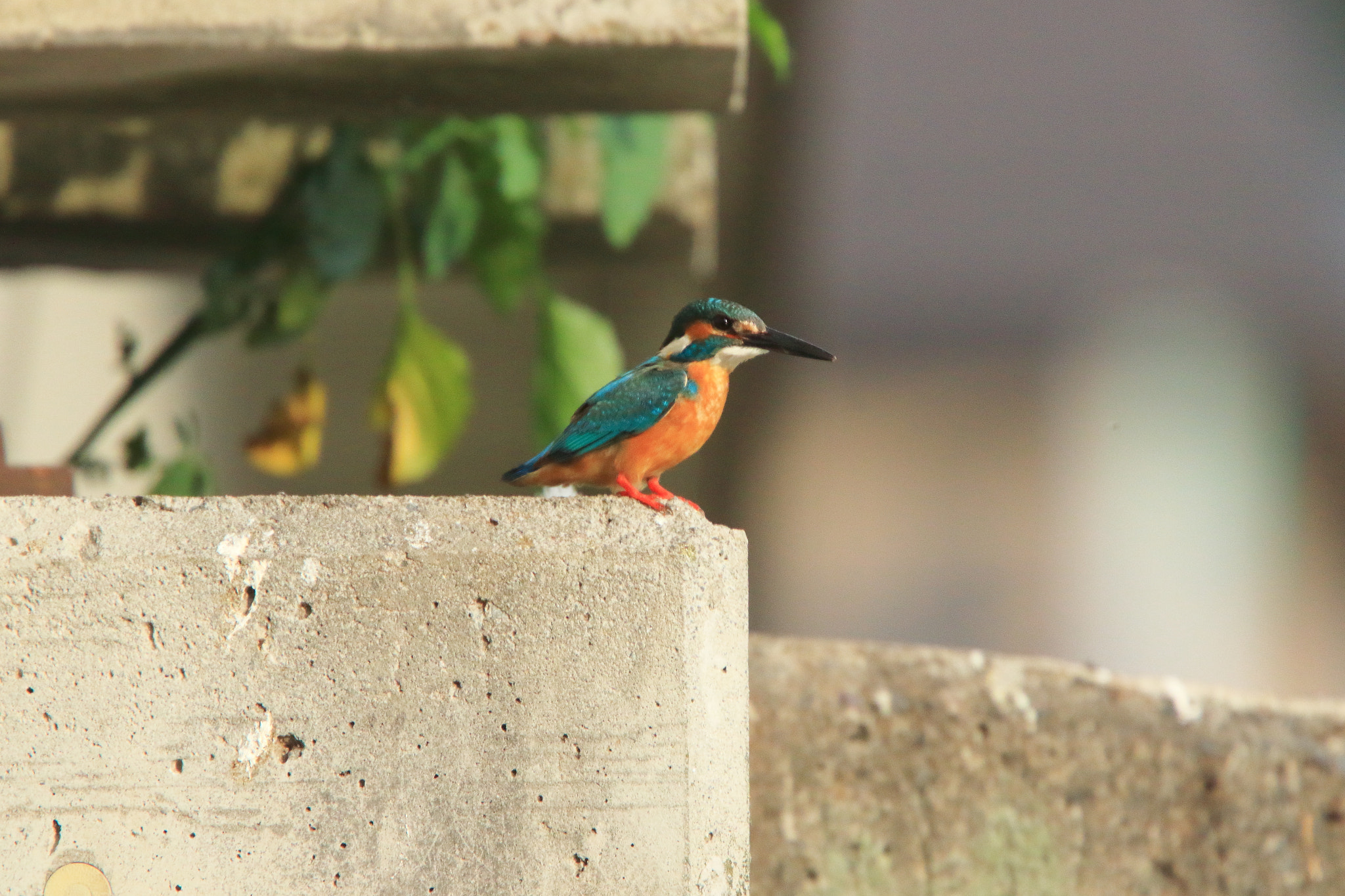 Canon EF 400mm F4.0 DO IS USM sample photo