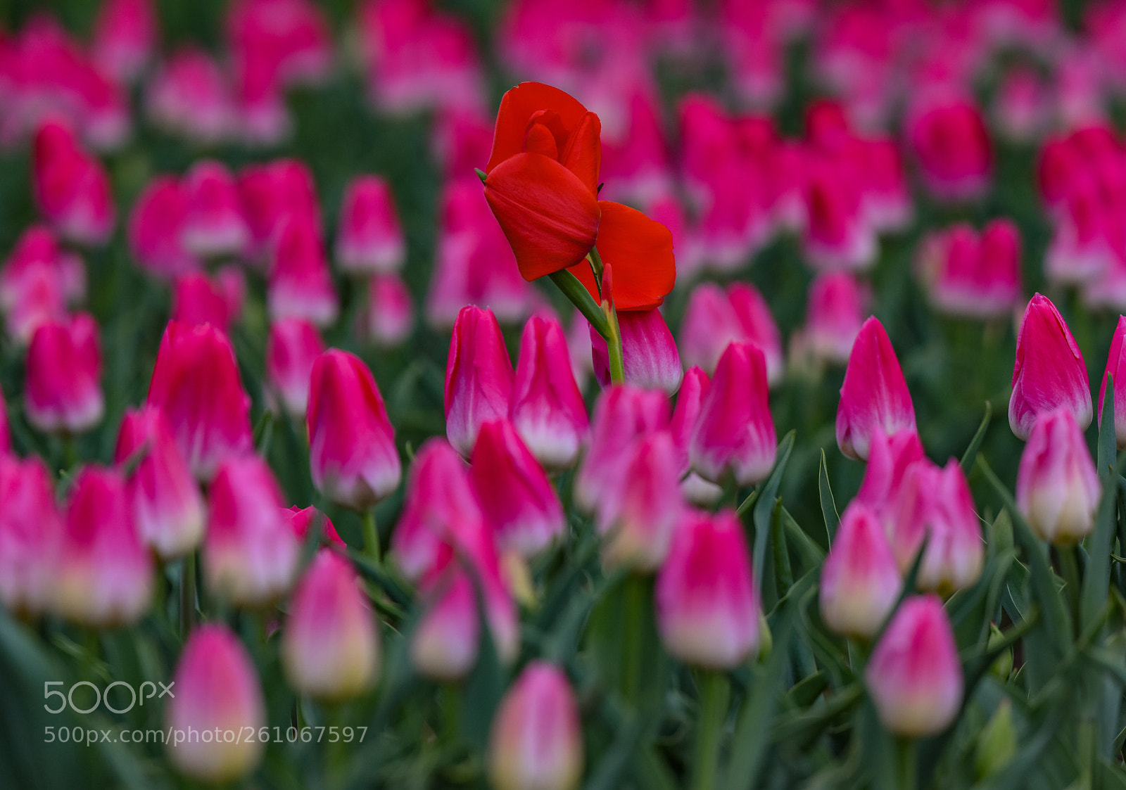 Nikon D810 sample photo. Untitled photography