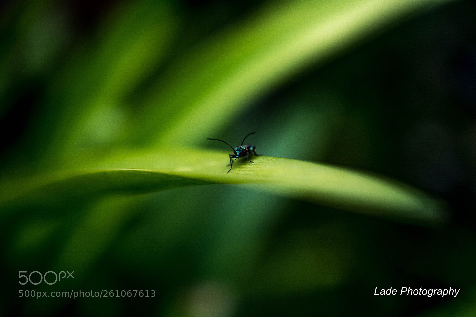 Nikon D7100 sample photo. Green morning photography