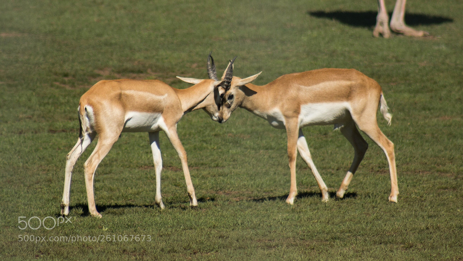 Canon EOS 70D sample photo. Butting heads photography