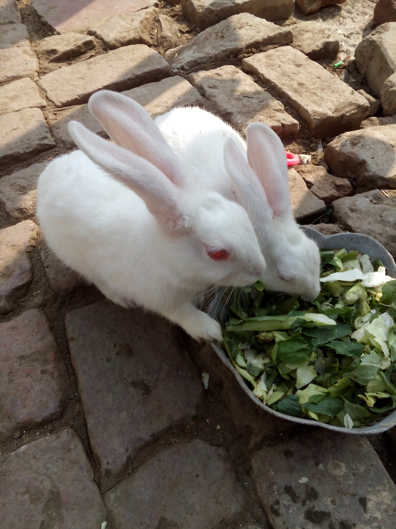 Micromax Canvas Spark sample photo